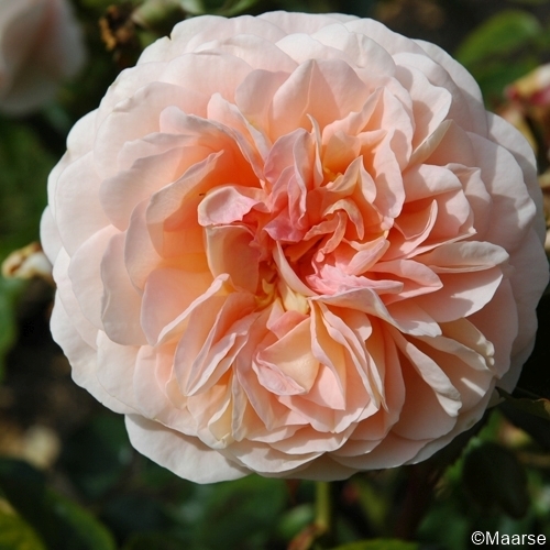 Sangerhäuser Jubiläumsrose