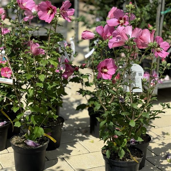 Hibiscus syriacus 'Woodbridge' 5L
