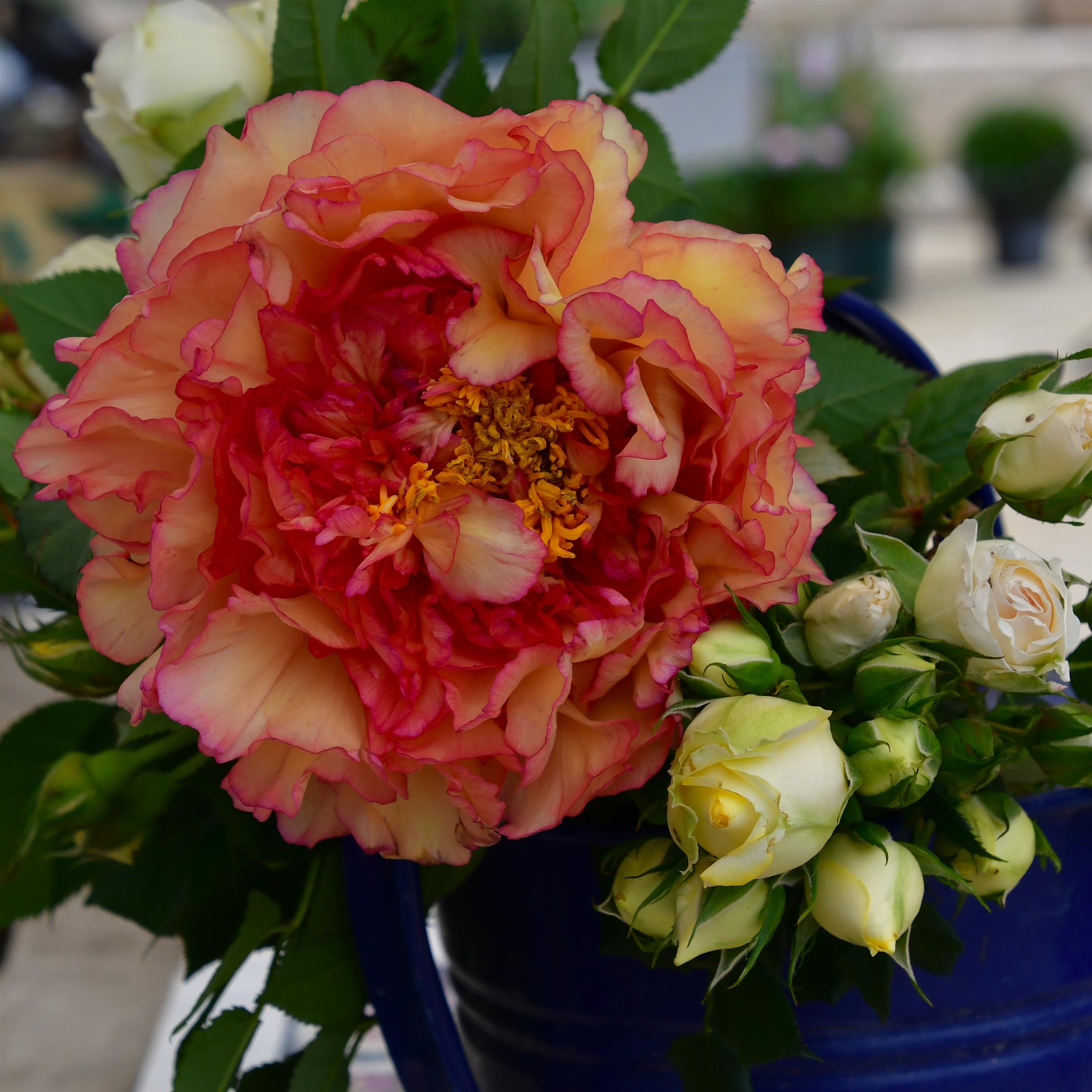 Paeonia suffruticosa Jin Ge
