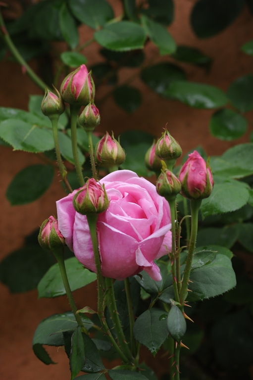 Mme Caroline Testout