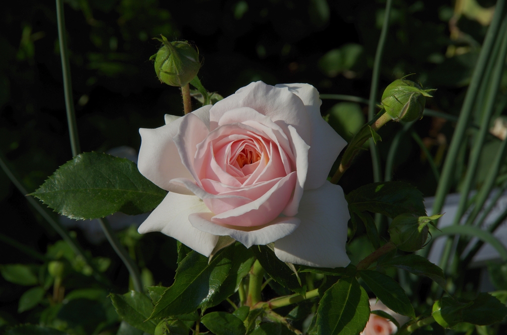 Garden of Roses/Joie de vivre