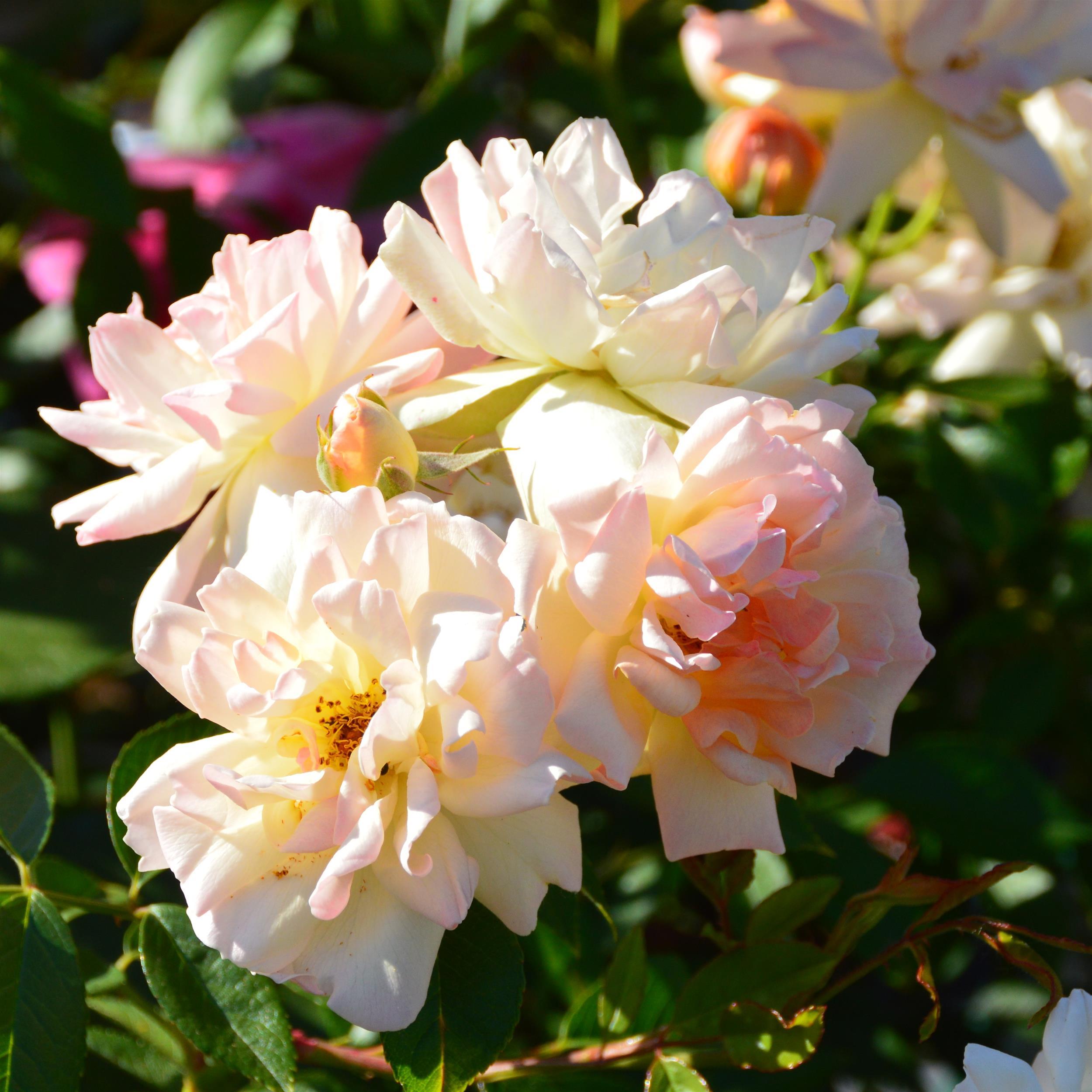 Phyllis Bide
