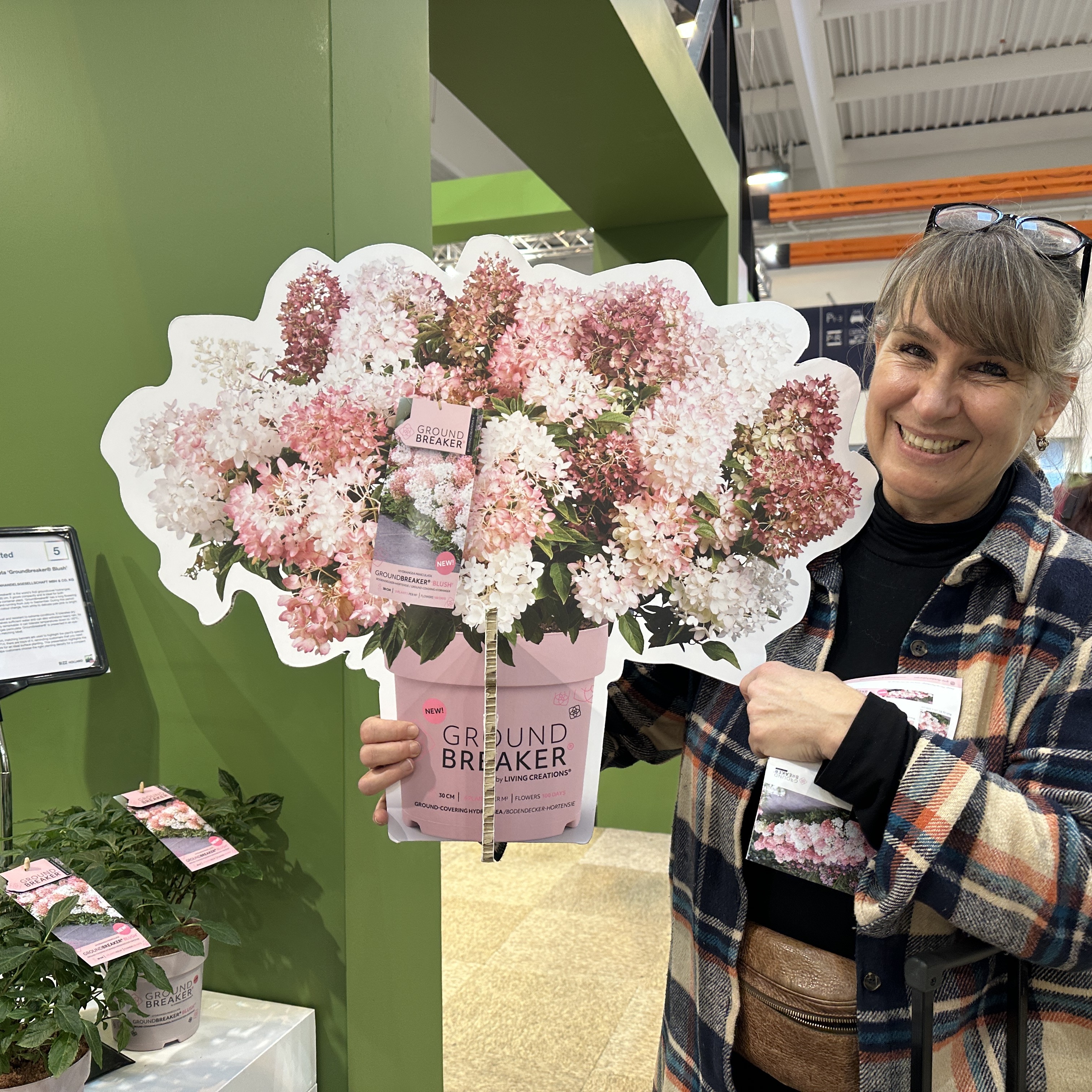 Hydrangea paniculata Groundbreaker Blush