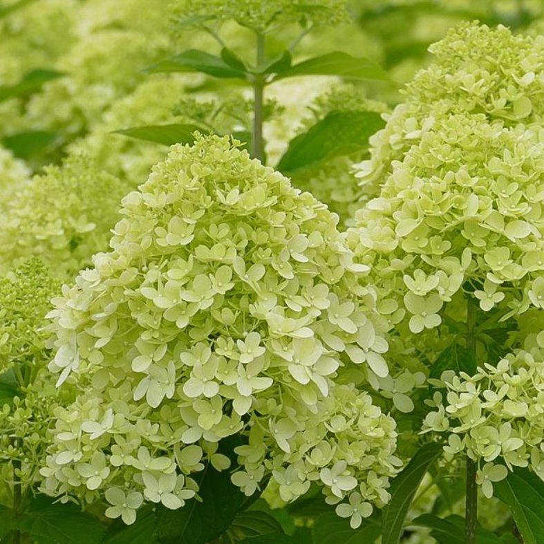 Hydrangea paniculata 'Limelight'  -R-