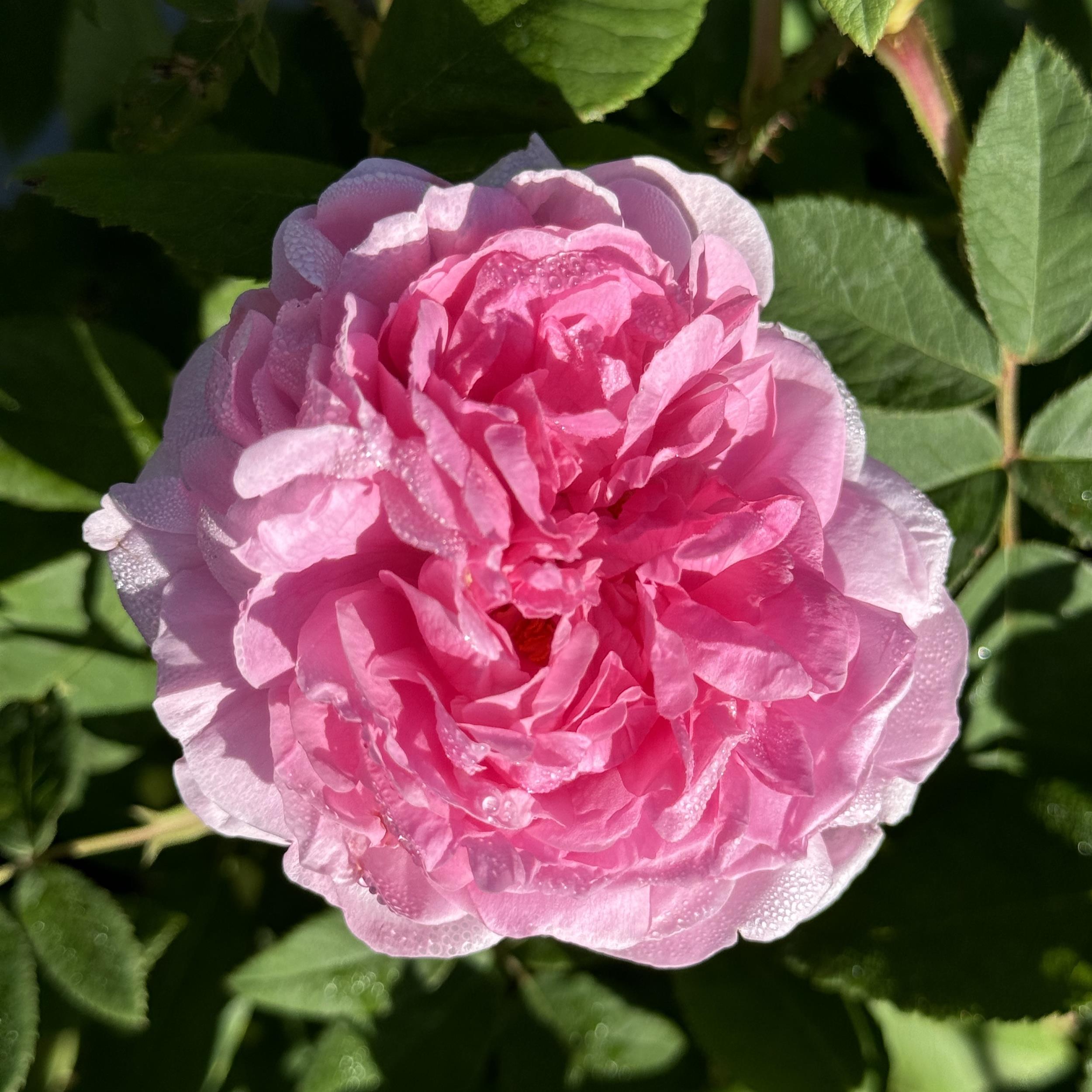 Comte de Chambord