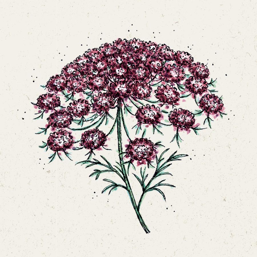 Daucus Carota 'Dara' (Wilde Möhre)