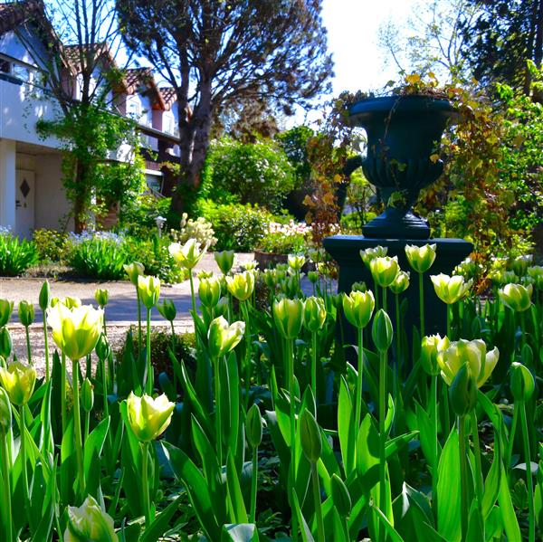 Tulpe Spring Green