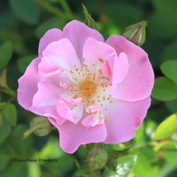 Lakeland Rose