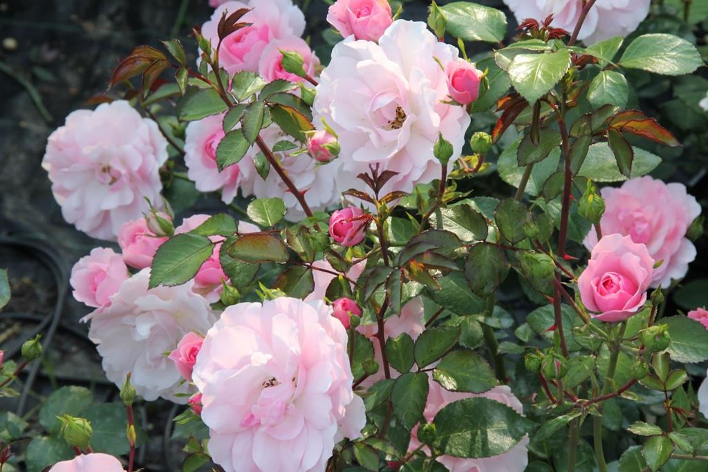 Bonica - Stammrose 60 cm