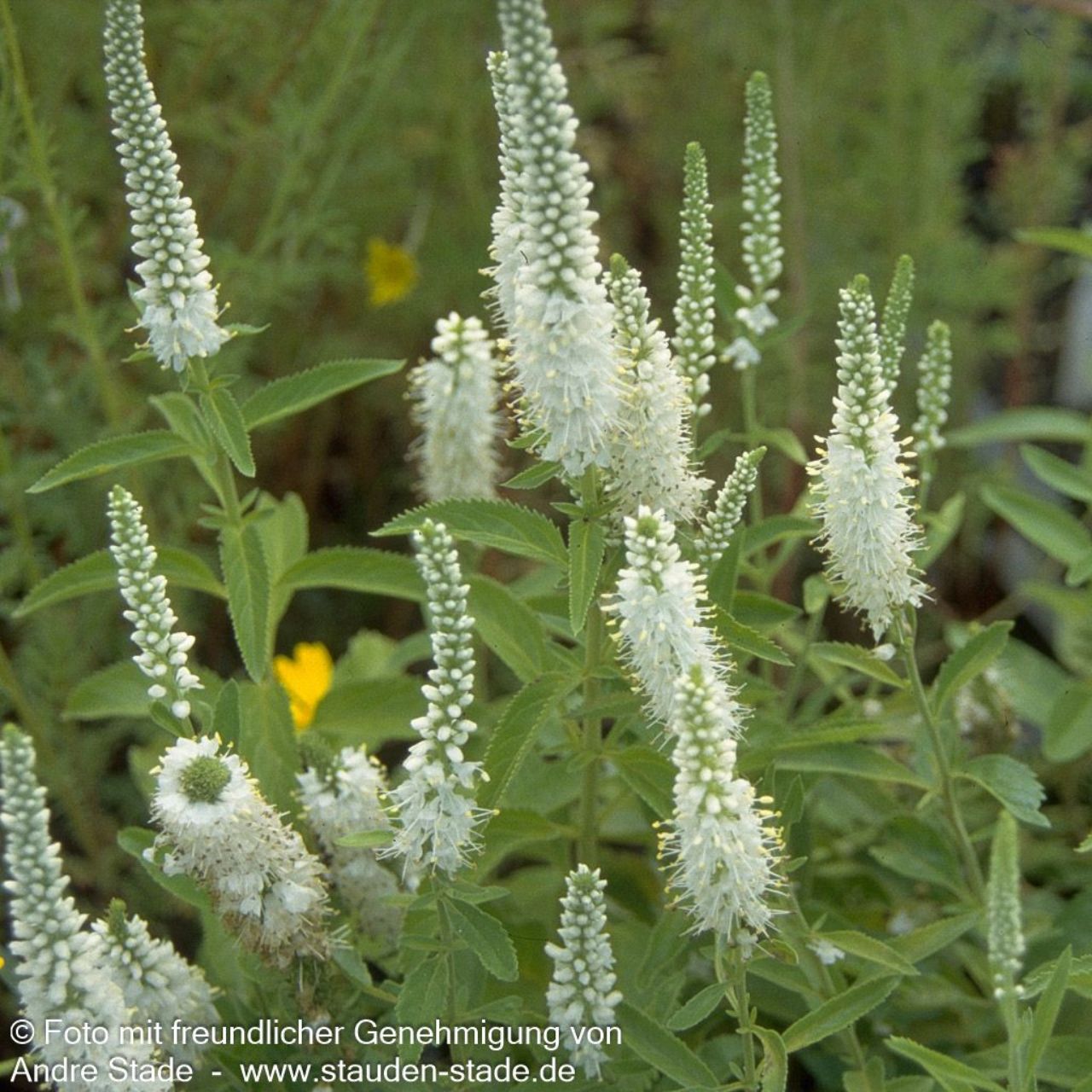 Veronica spicata 'Alba' 0,5L