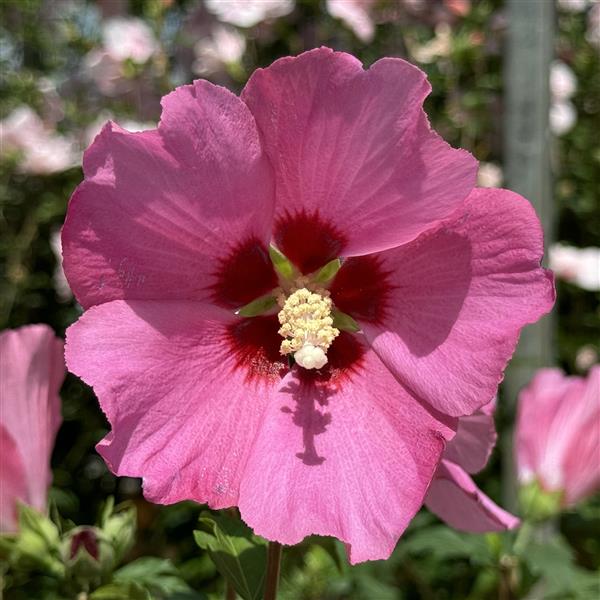 Hibiscus syriacus 'Woodbridge' 5L