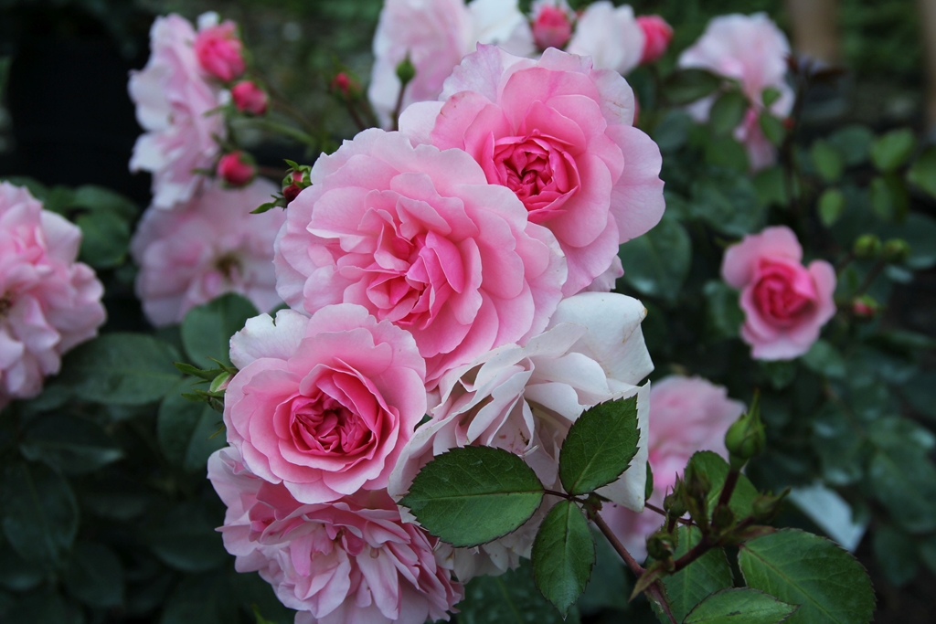 Bonica - Stammrose 60 cm