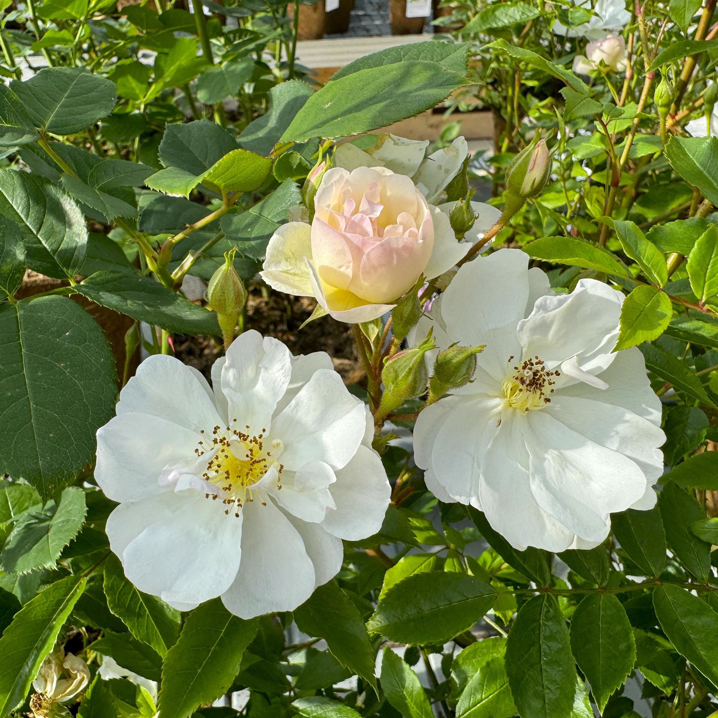 Penelope Hobhouse - Stammrose 110 cm