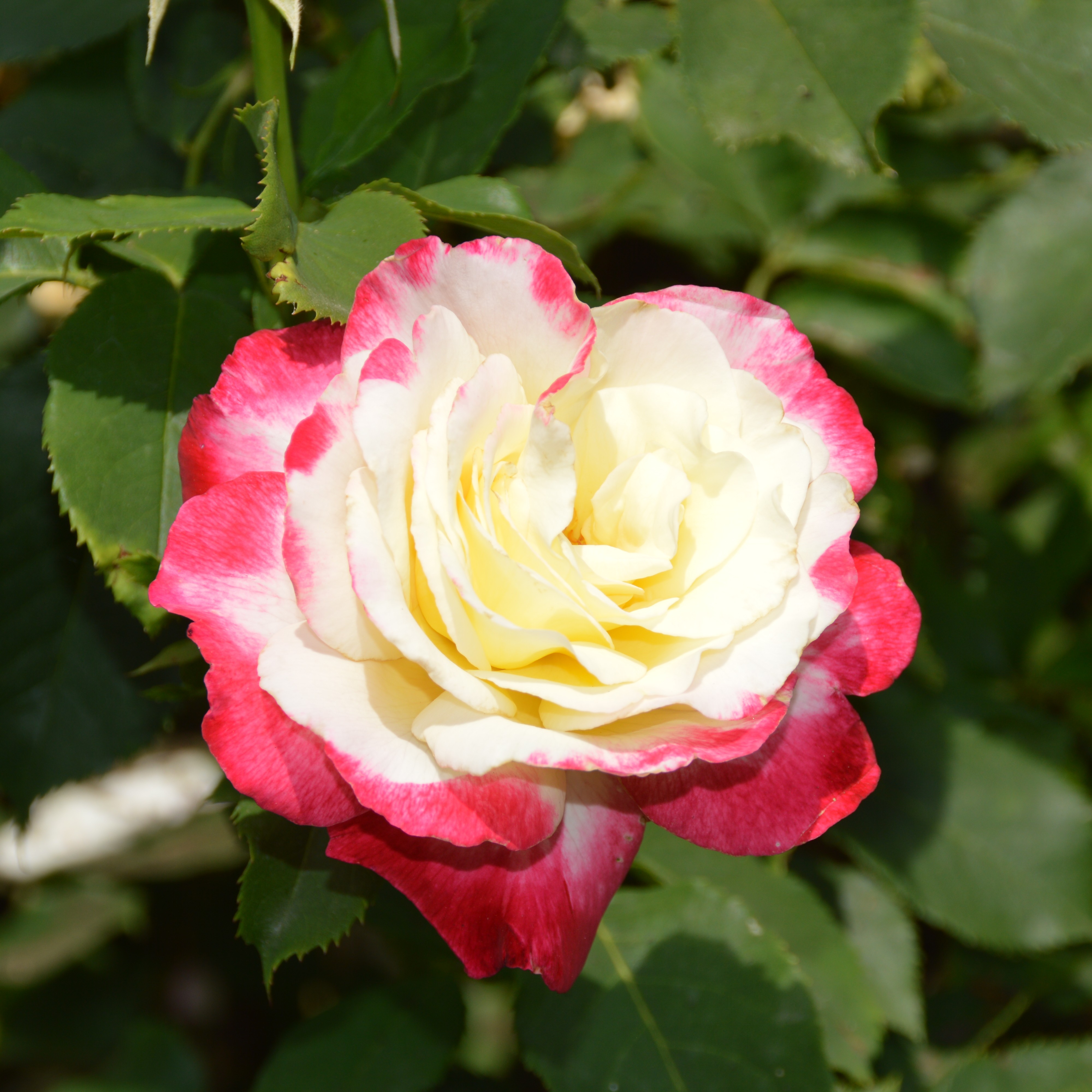 Jubilé de Prince de Monaco
