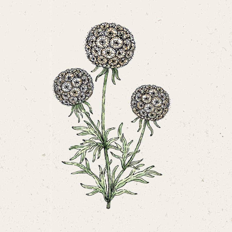 Scabiosa stellata 'Drumstick' (Skabiose)