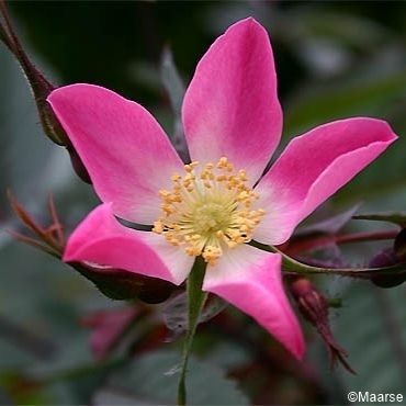Rosa glauca