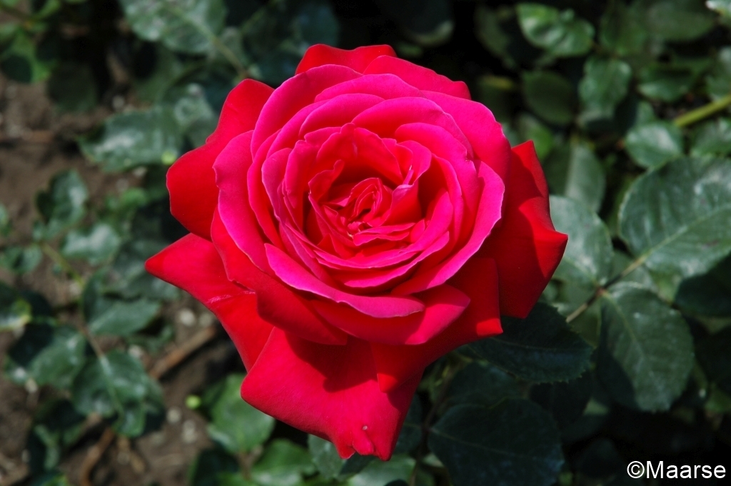 Dame de Coeur - Stammrose 110 cm