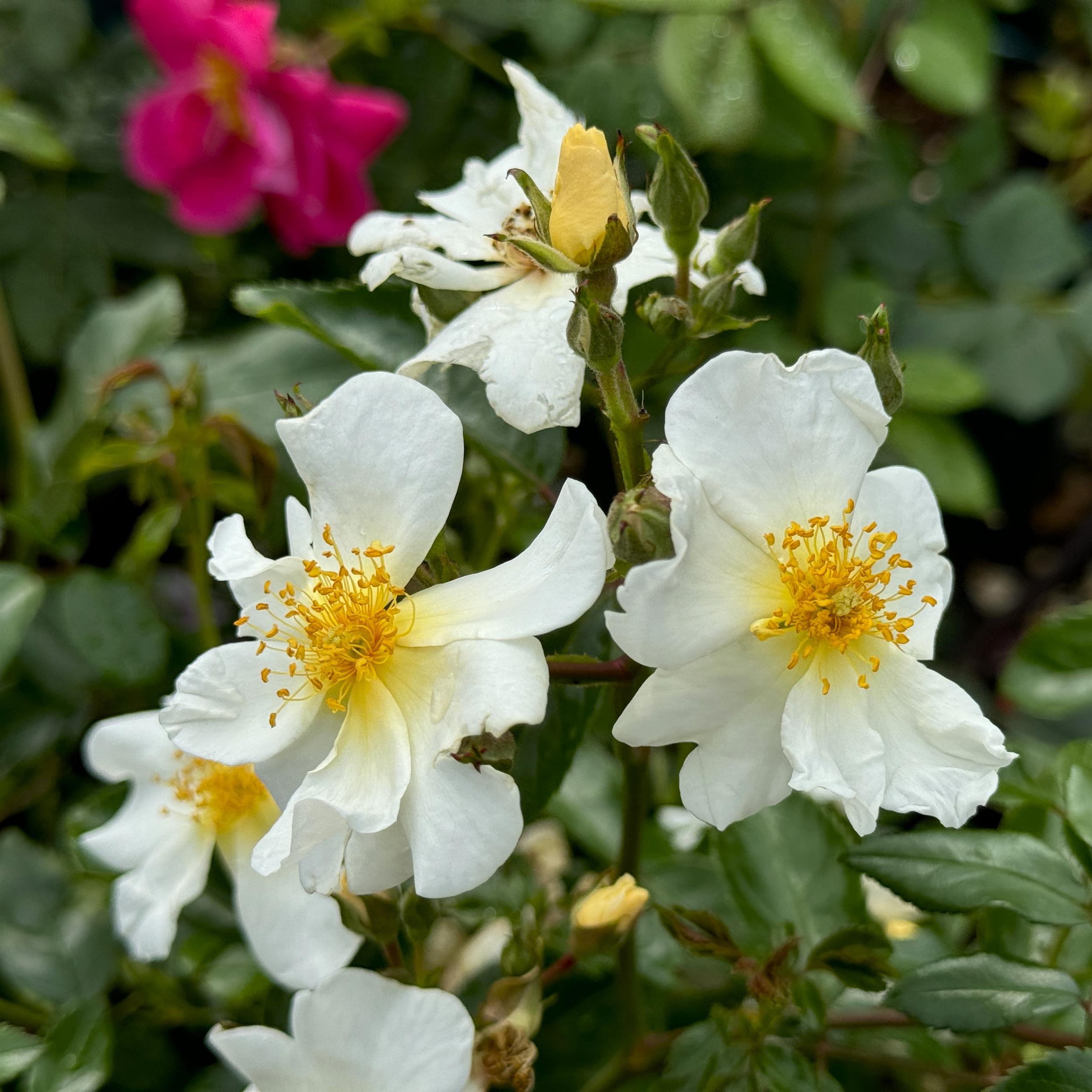 5 x White Wedding im Bio-Container - Hohe Rosenhecke