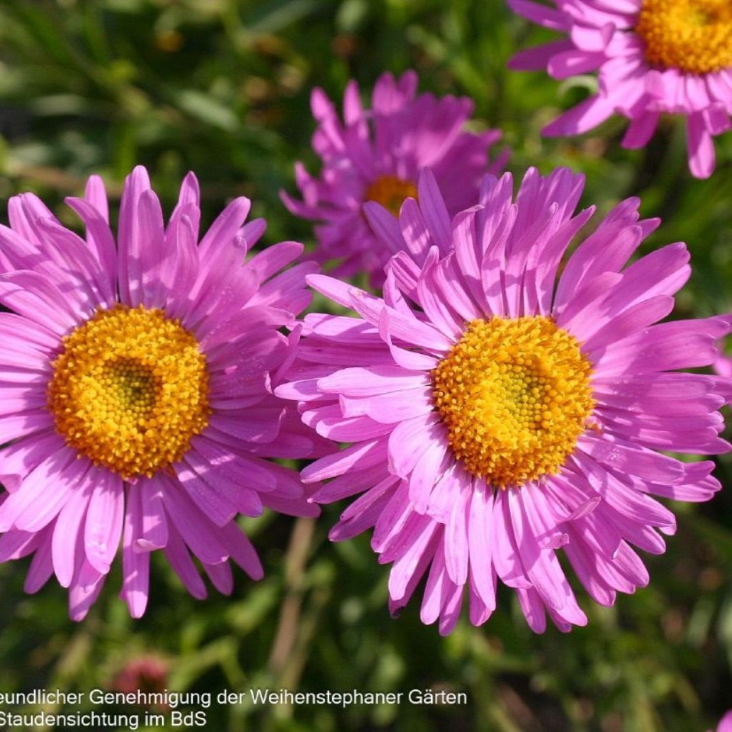 Aster alpinus `Happy End` 1L