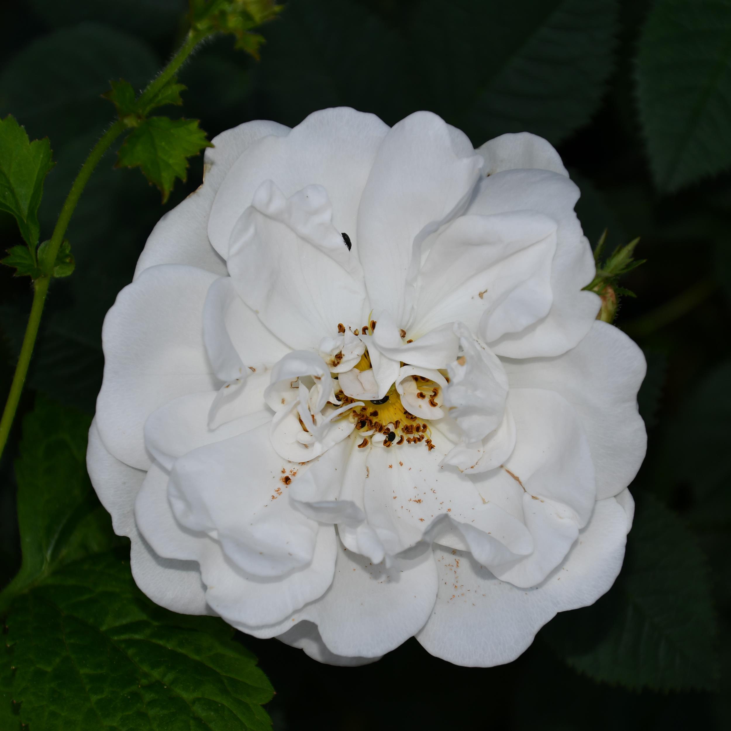 Alba Maxima