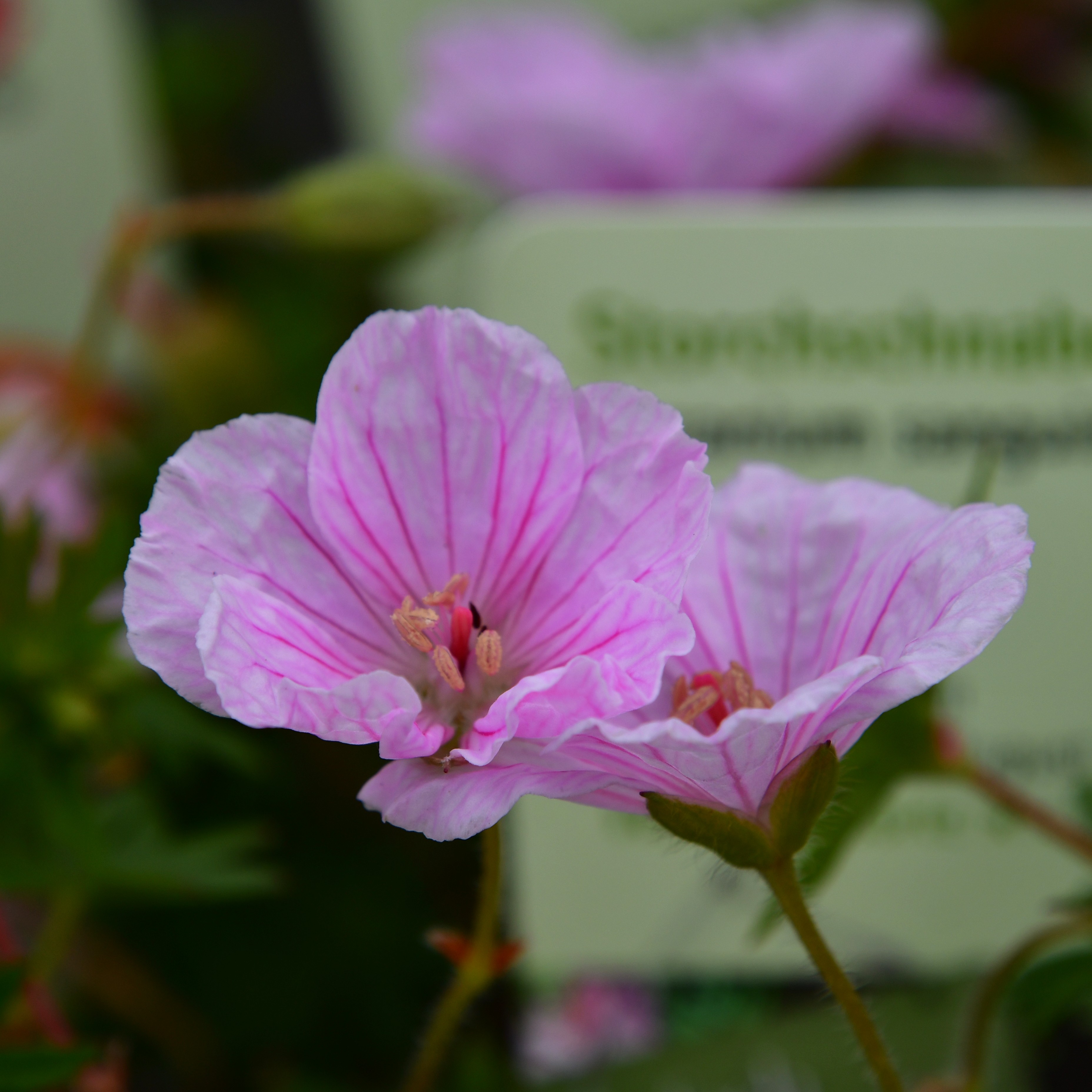 Geranium sanguineum var.striatum 0,5L