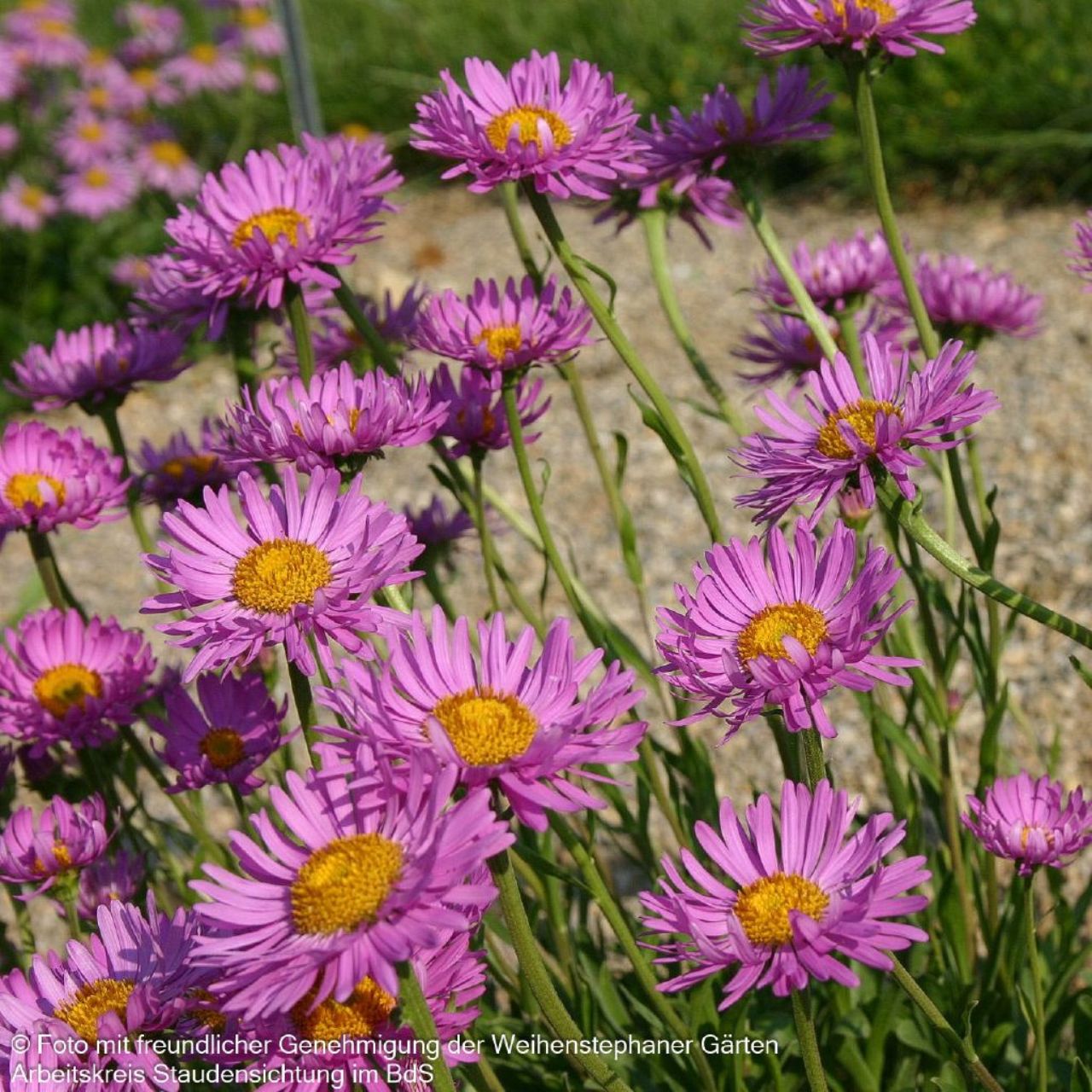 Aster alpinus `Happy End` 1L