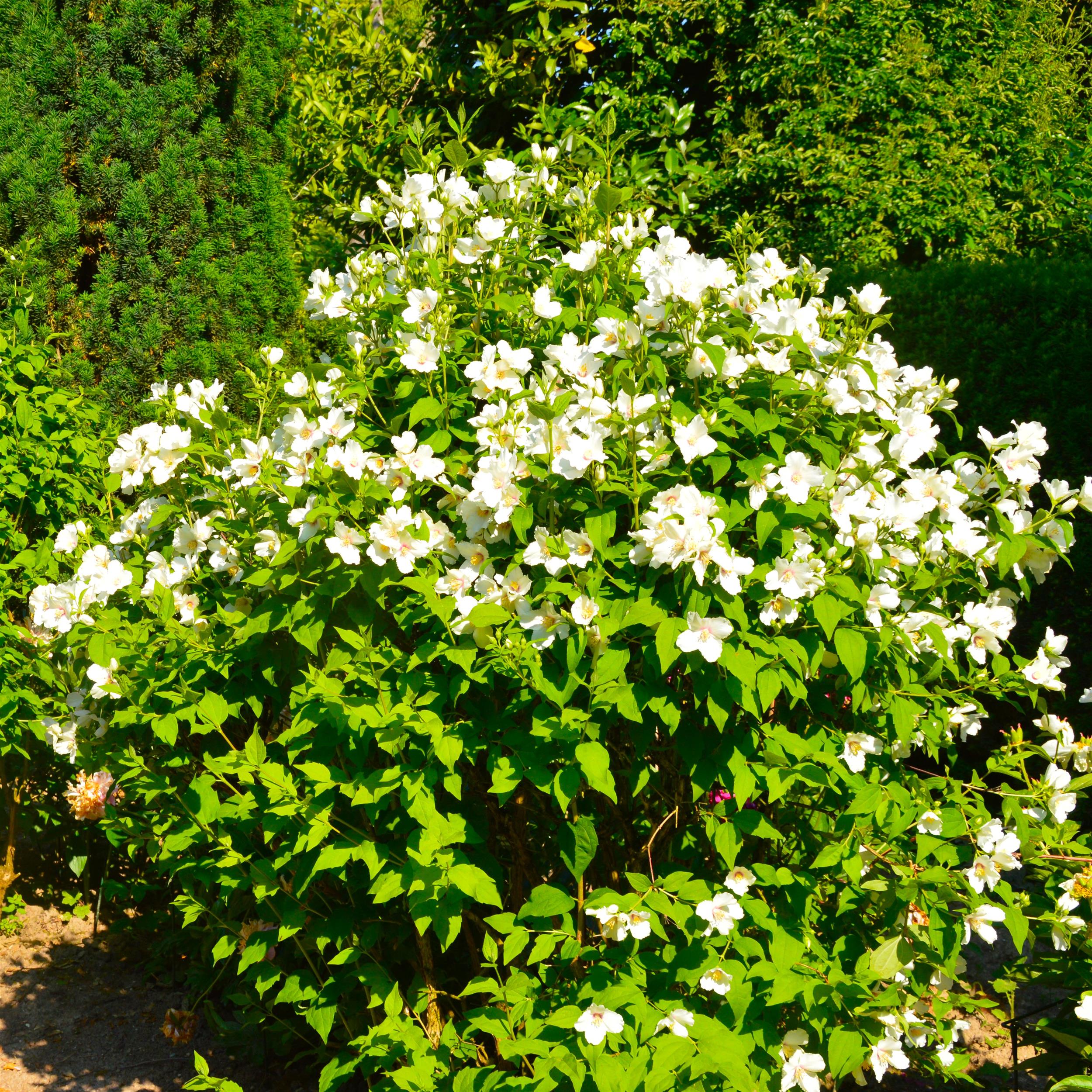 Philadelphus  'Belle Etoile' 5L