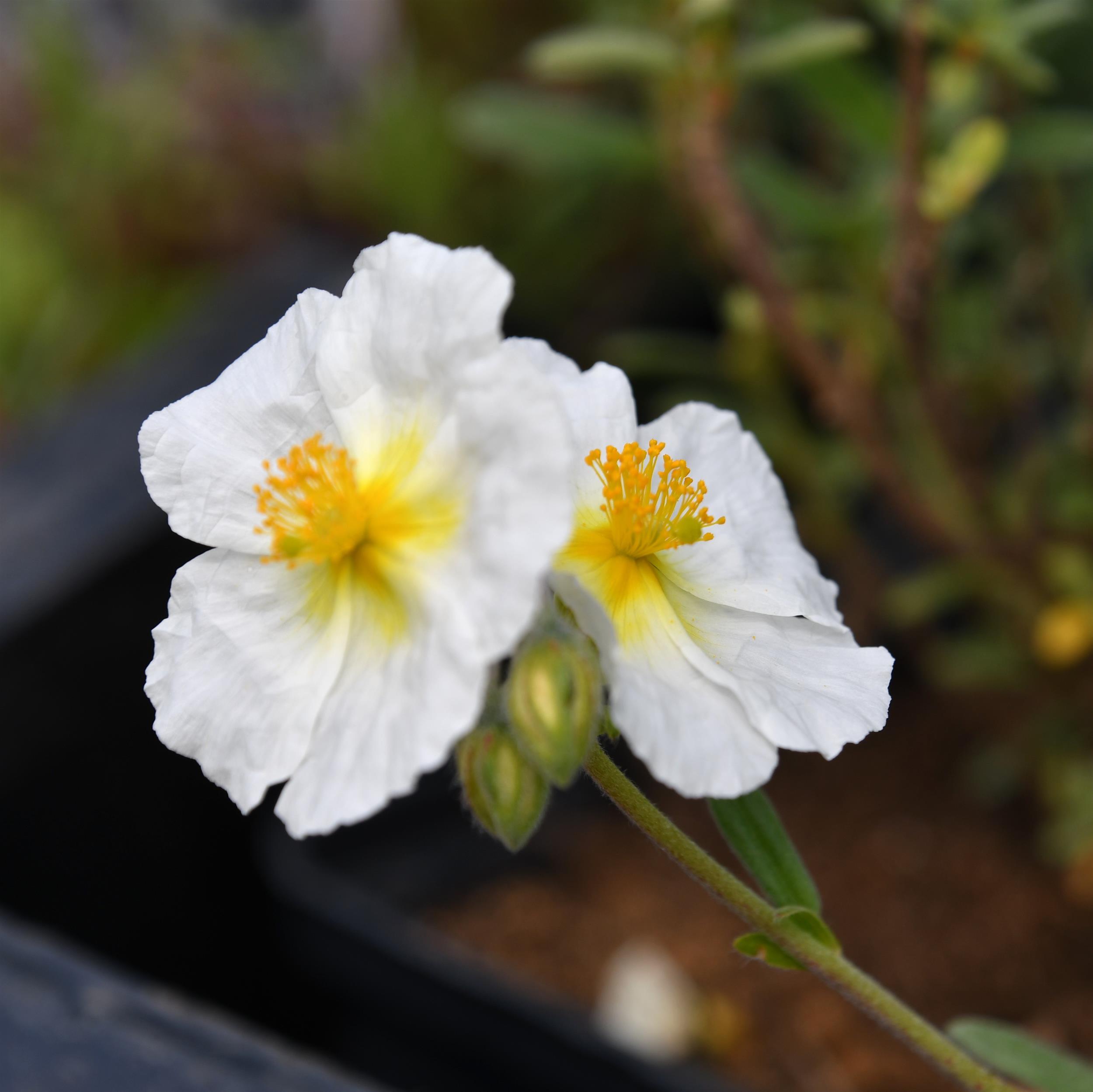 Helianthemum x cultorum Eisbär 0,5