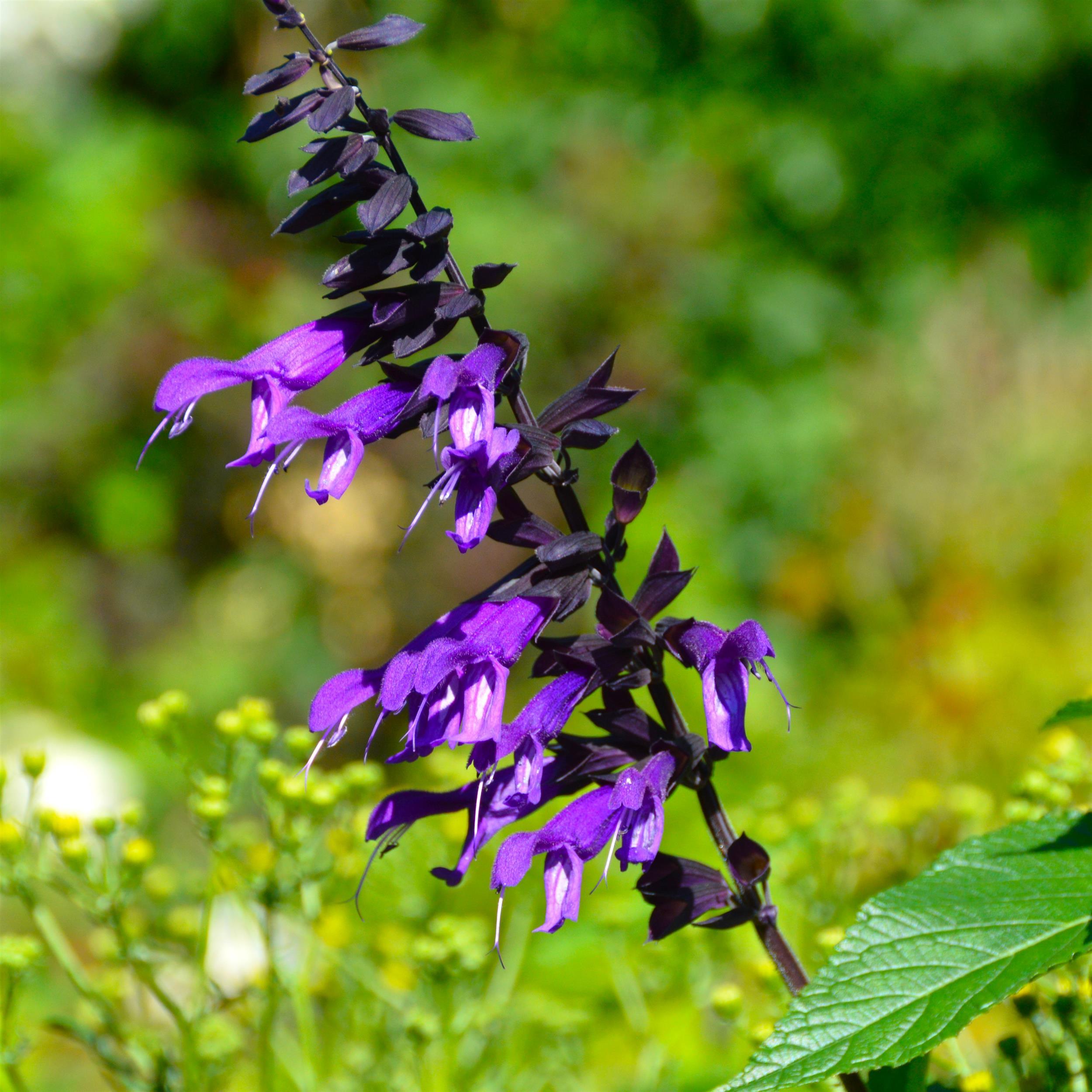 Salvia Amistad 3L