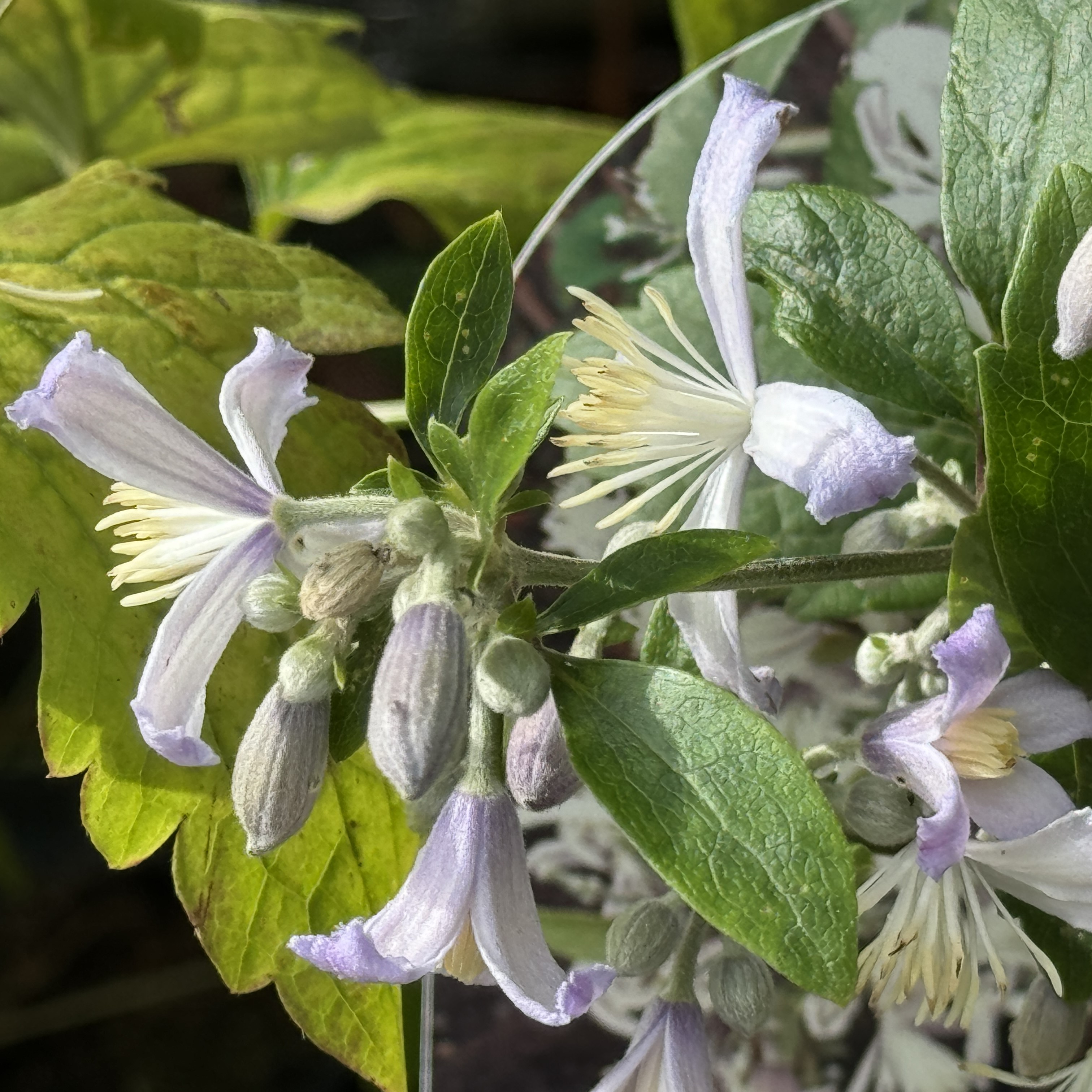 Clematis jouiniana 'Praecox'