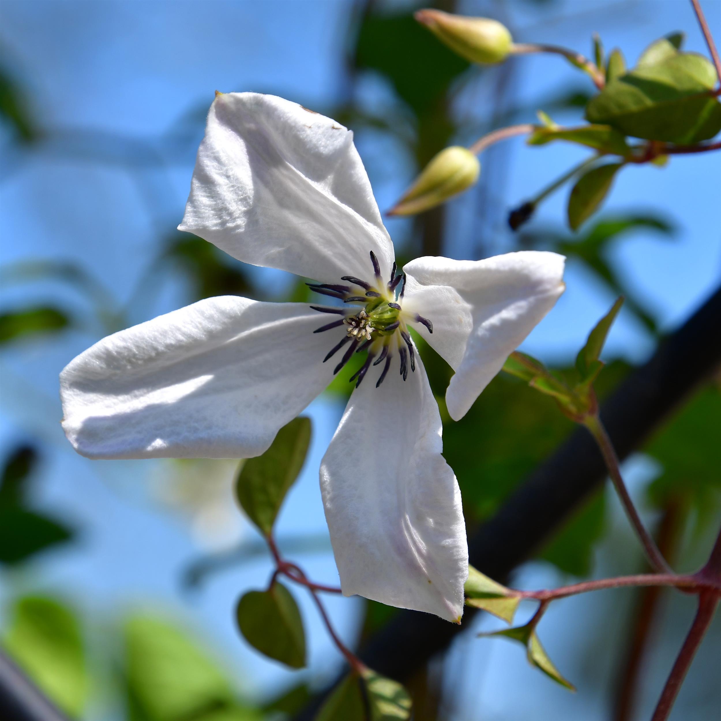 Clematis vitic.Alba Luxurians