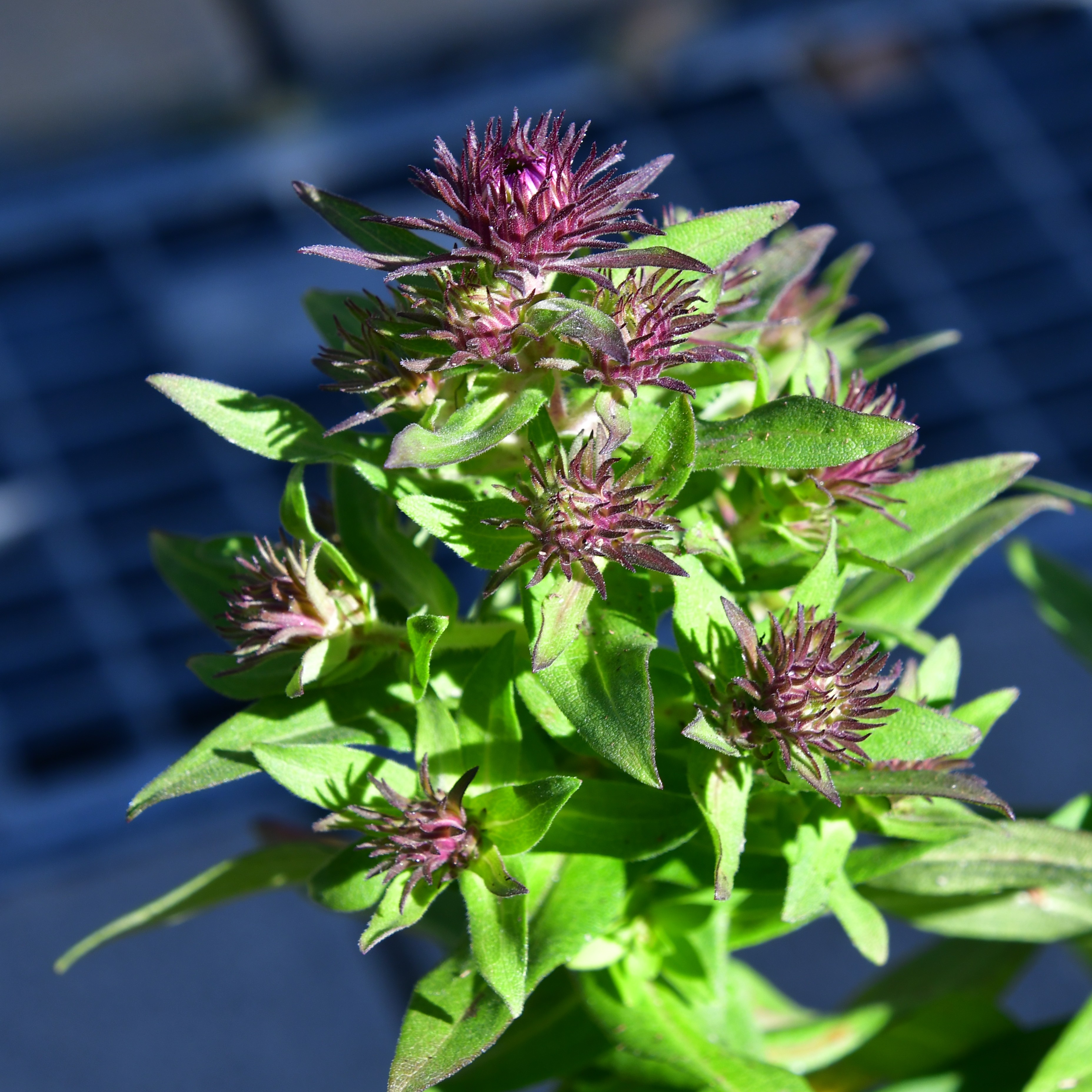 Aster novae-angliae 'Purple Dome' 1L