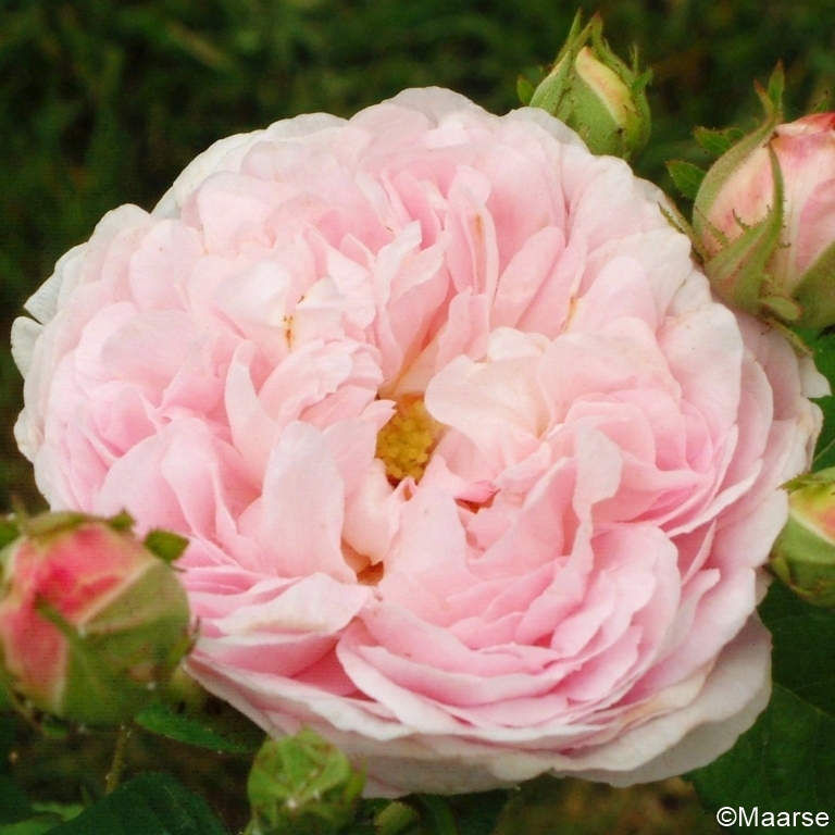 Duchesse de Montebello