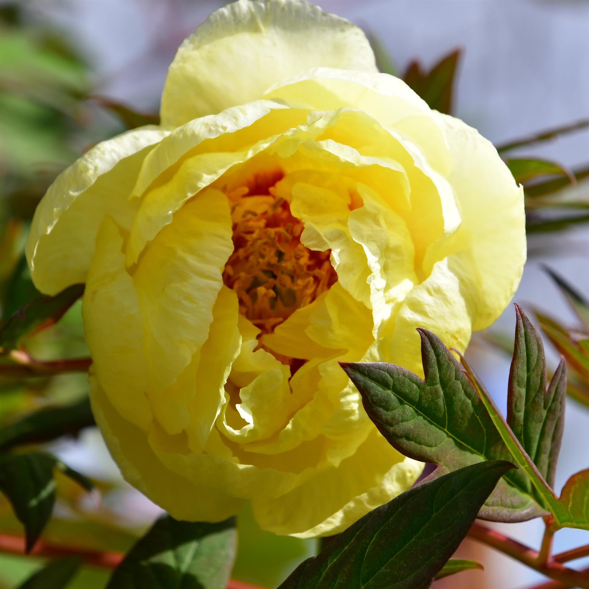Paeonia suffruticosa Hai Huang