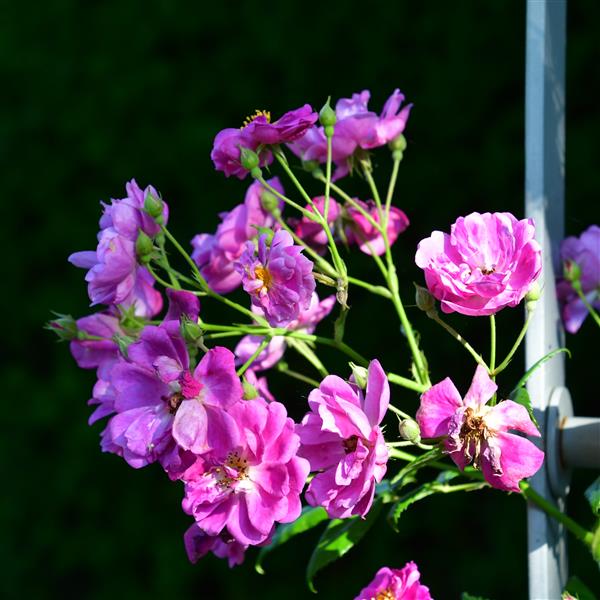 Purple Skyliner