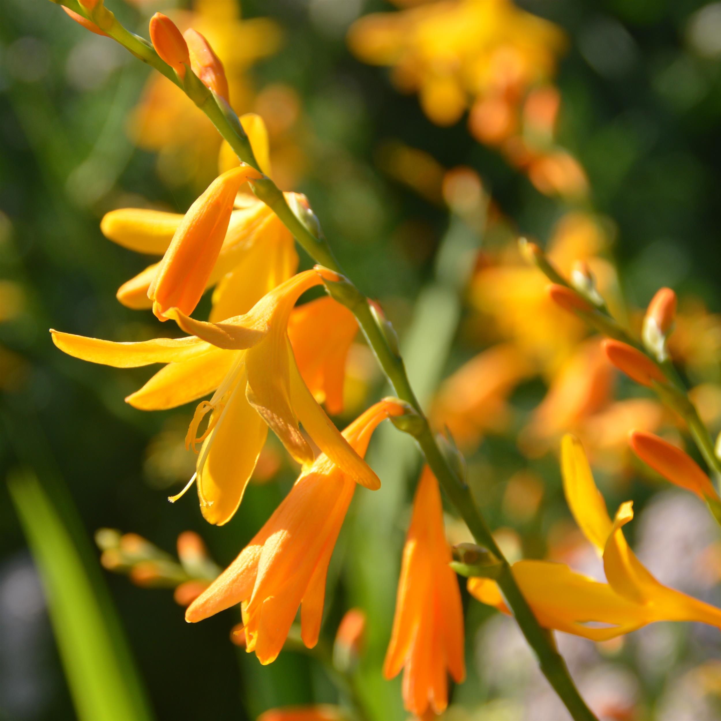 Crocosmia ´George Davidson` 2L