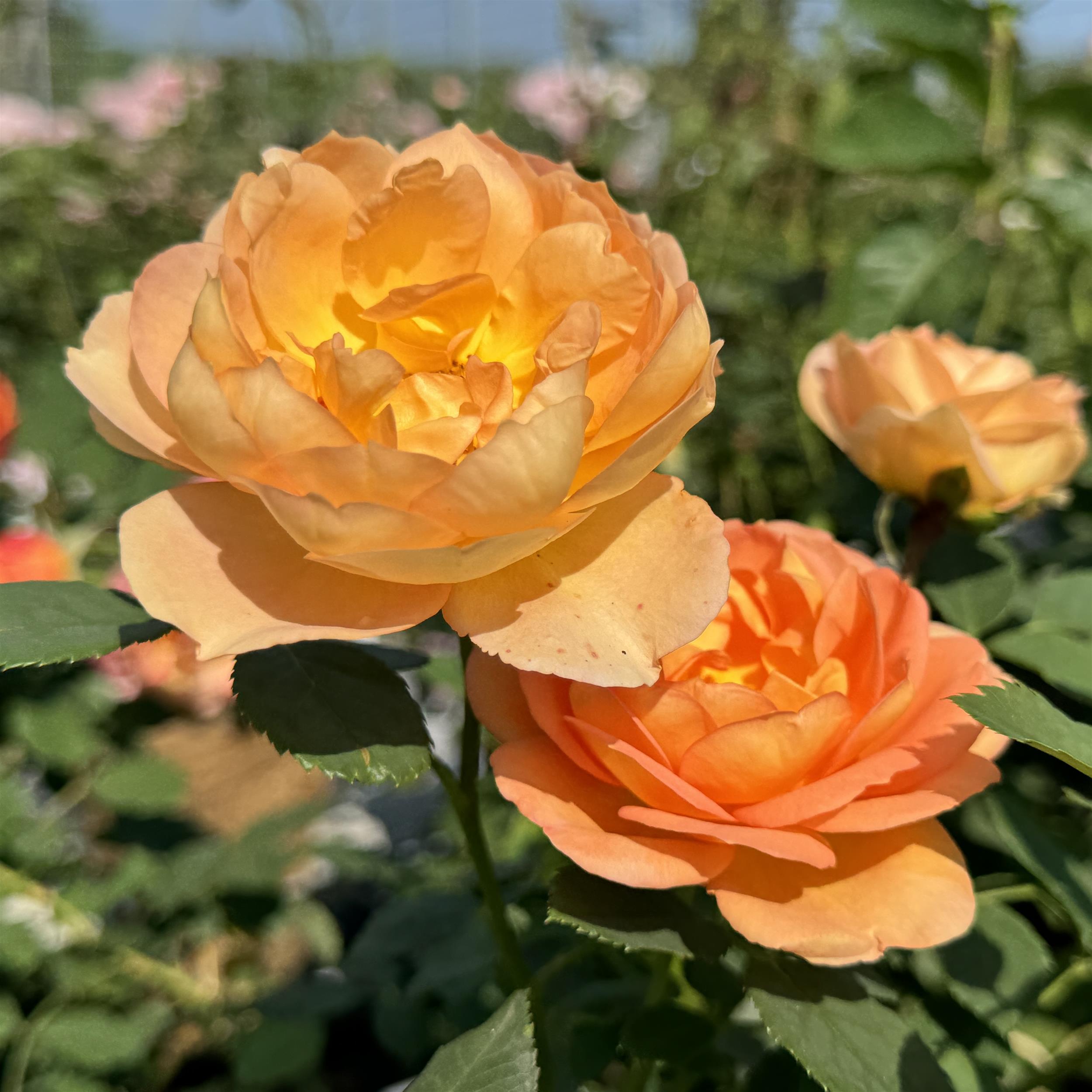 Lady of Shalott
