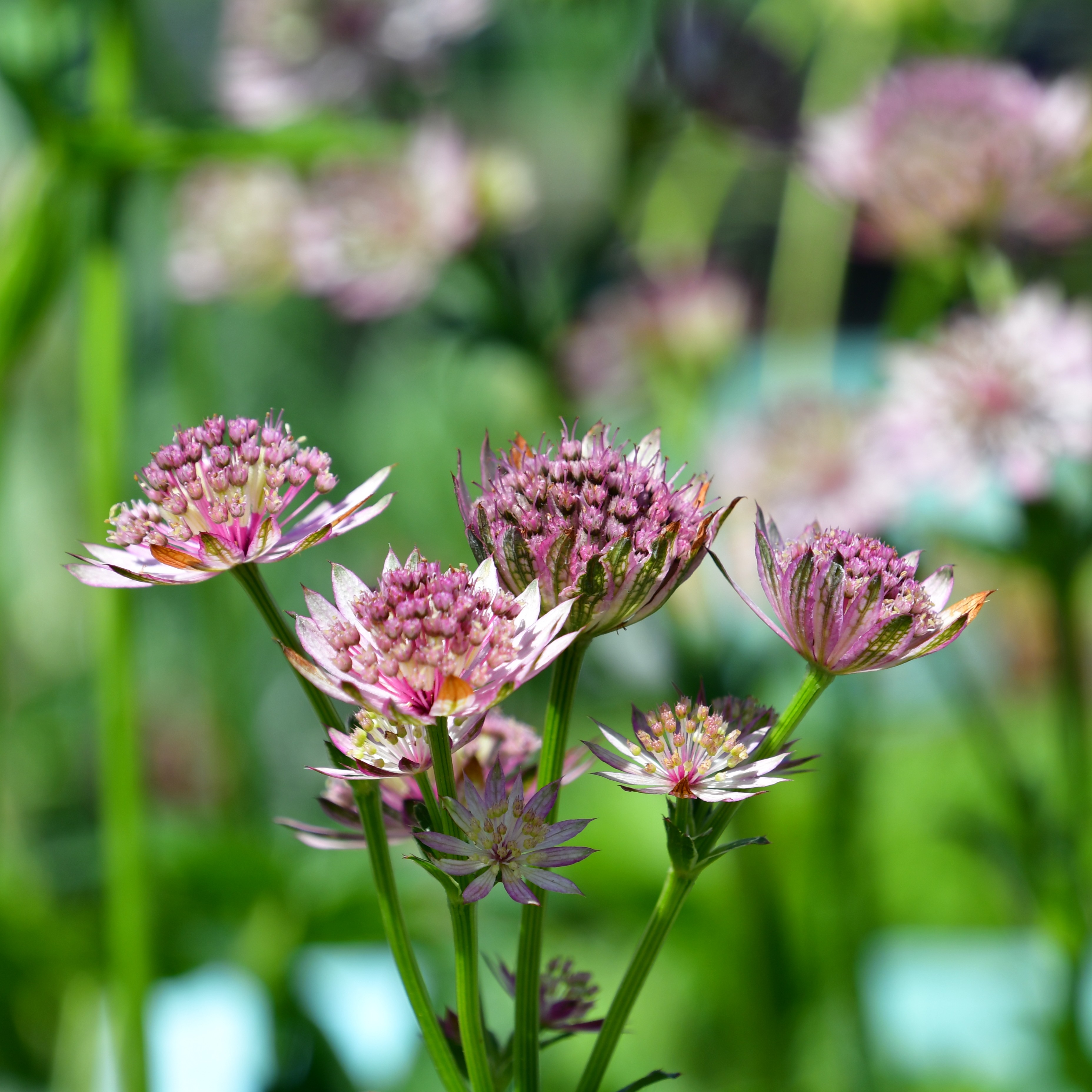 Astrantia major 'Roma' 1L