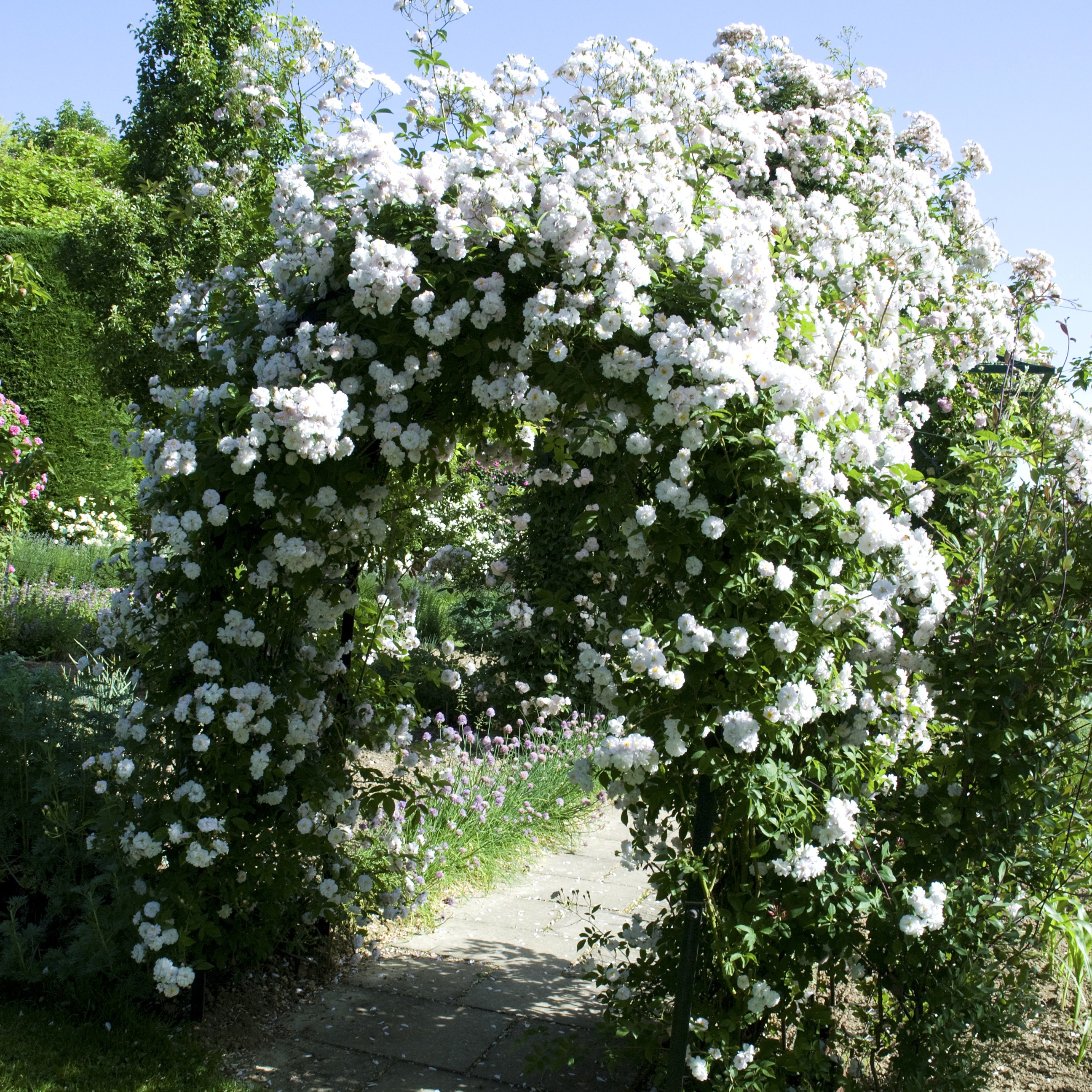 Paul´s Himalayan Musk