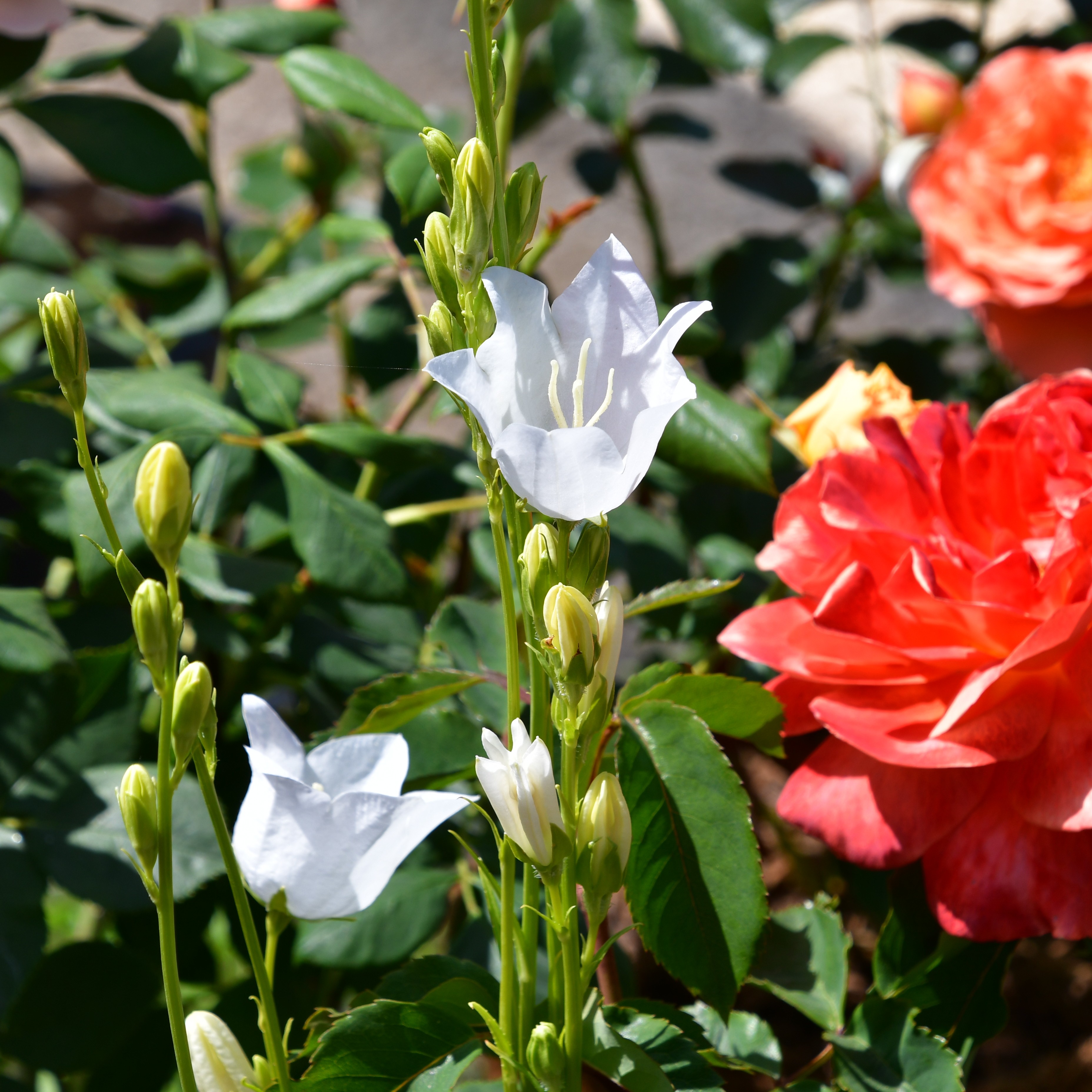 Campanula persicifolia ´Grandiflora Alba` 1L
