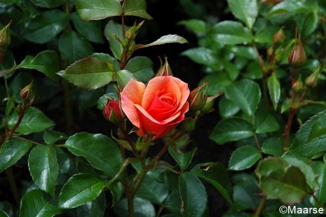 Aprikola