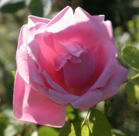 Mme Caroline Testout