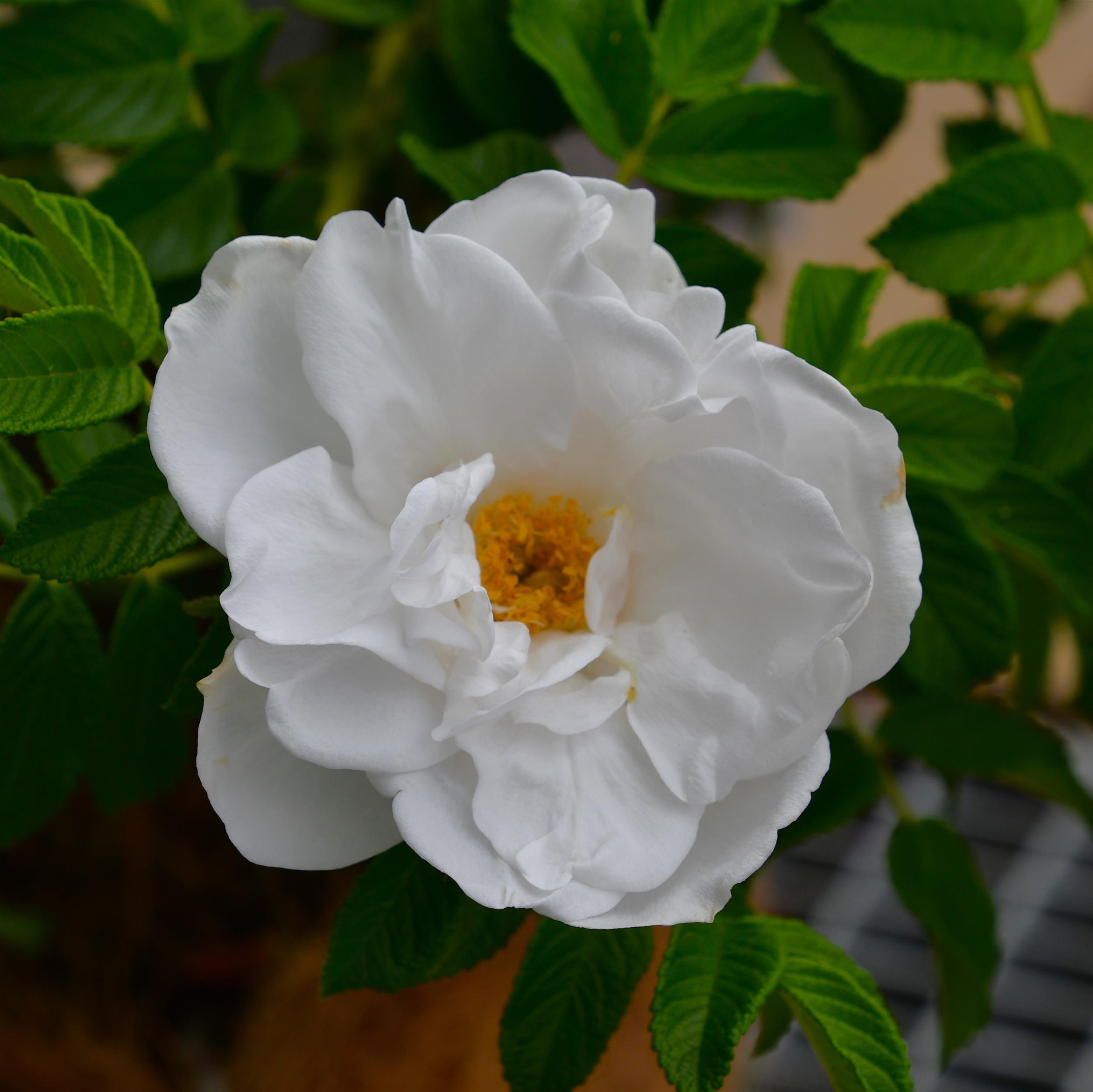 Blanc Double de Coubert