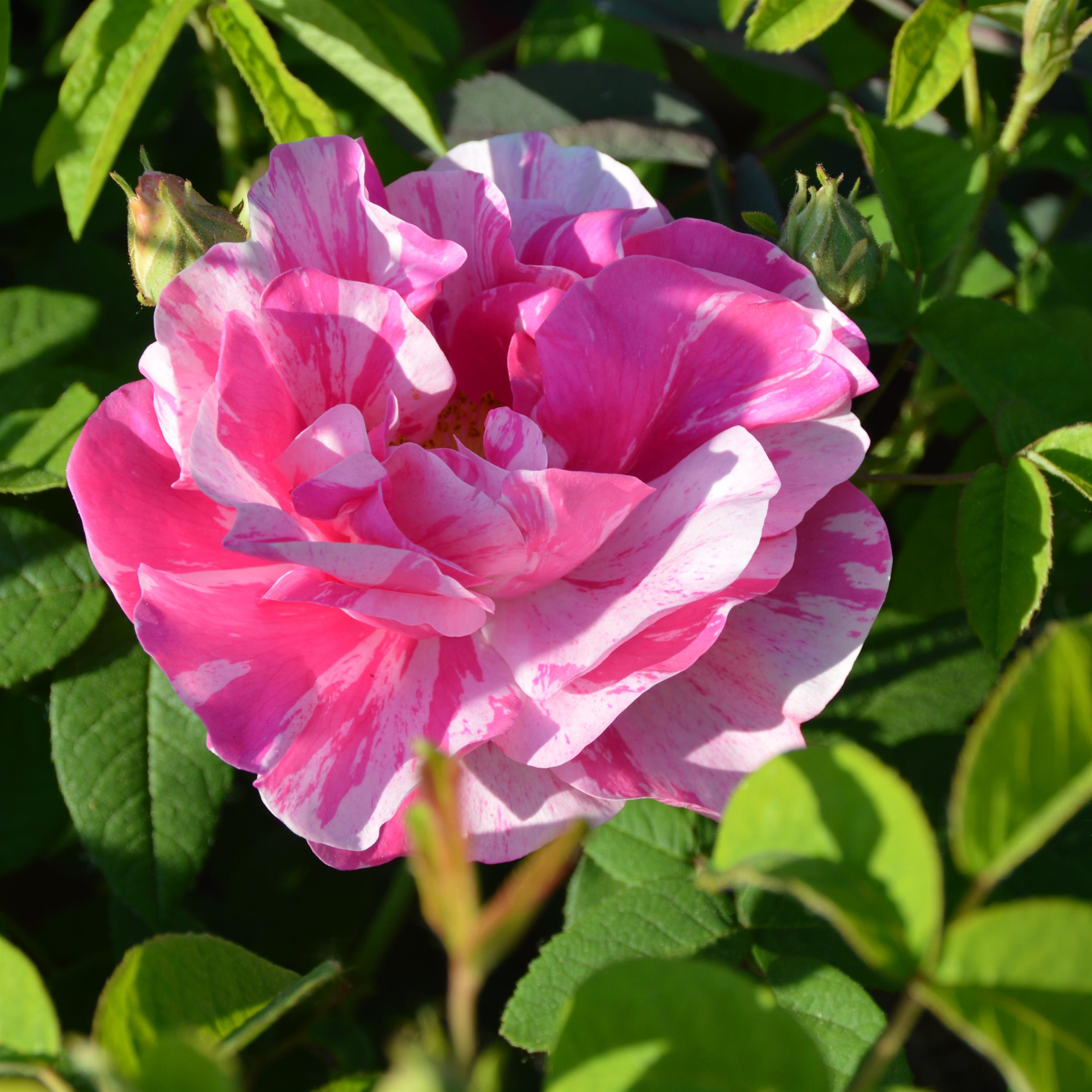 Rosa mundi (gallica versicolor)