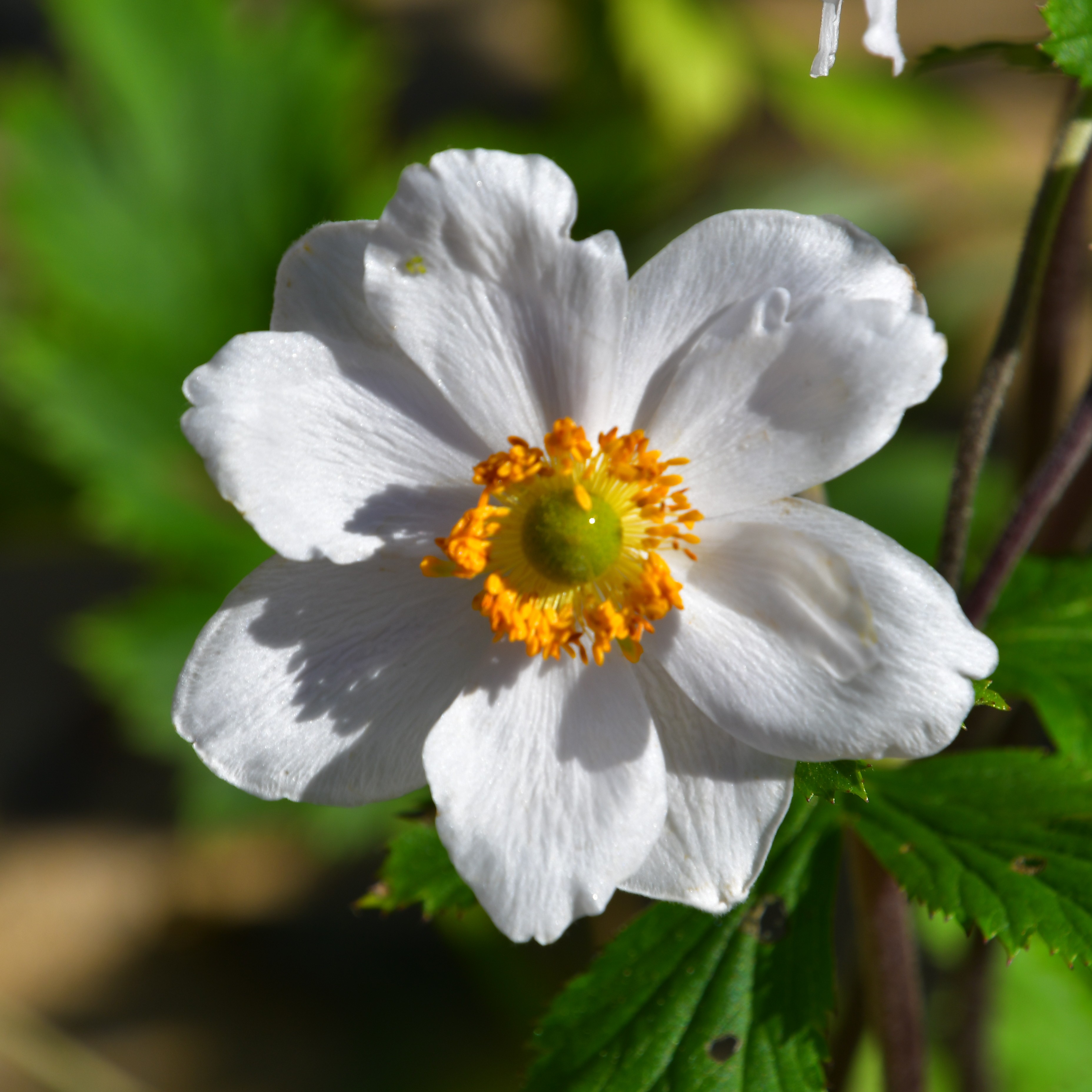 Anemone x hybrida 'Ruffled Swan'  2L