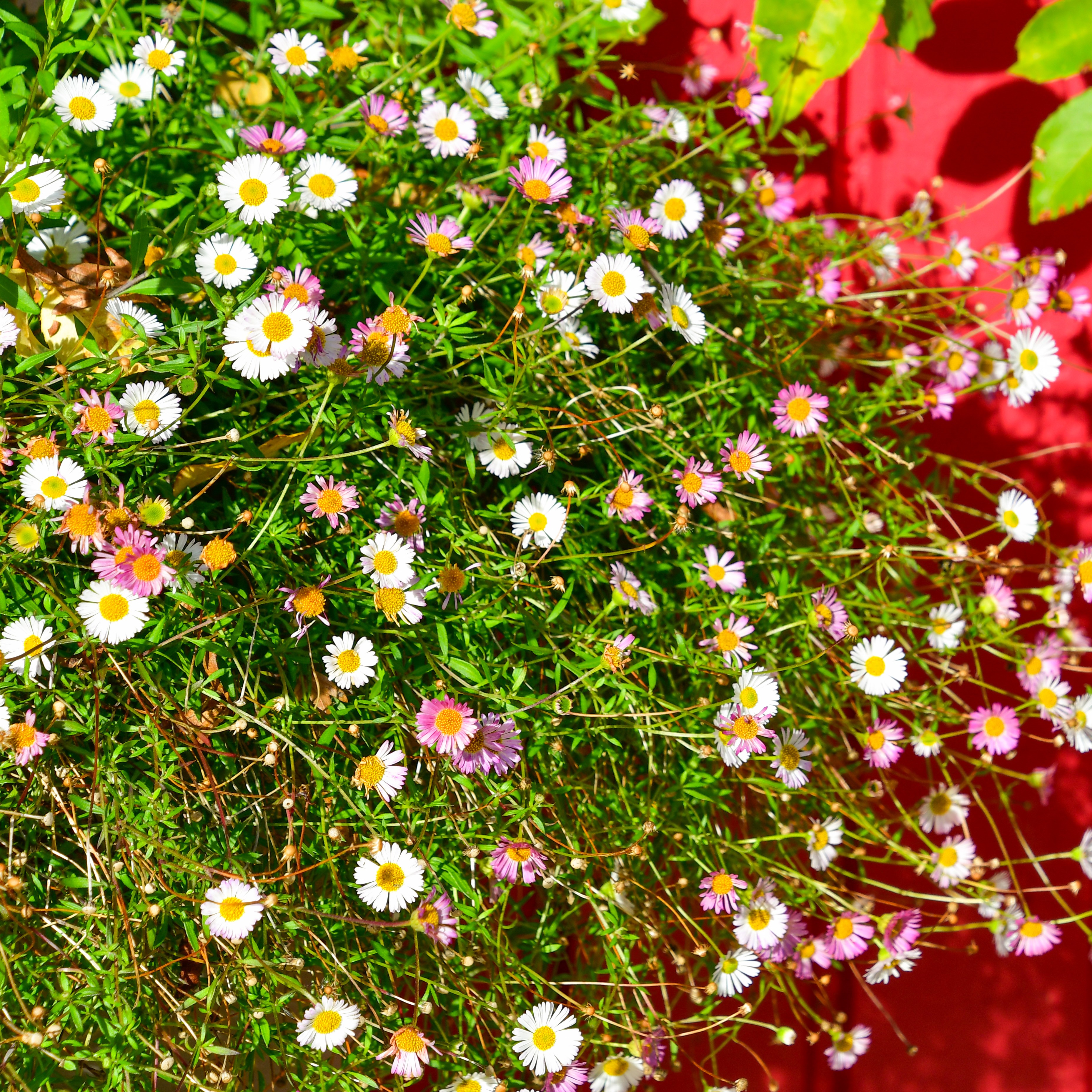 Erigeron karvinskianus 1L