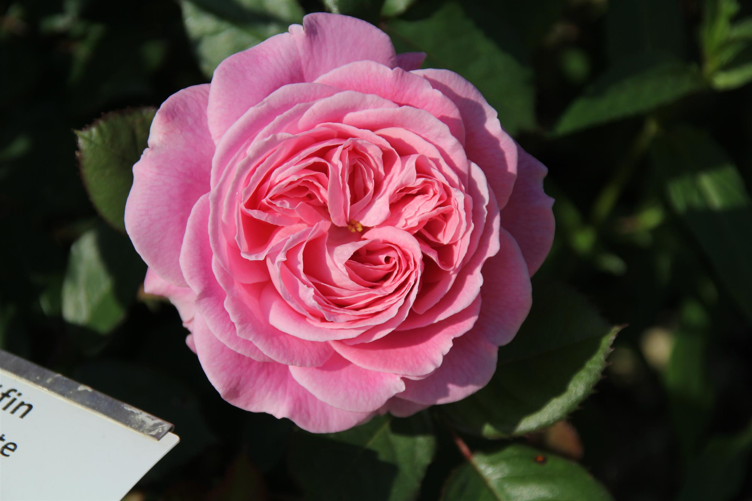 Rosengräfin Marie Henriette 15L