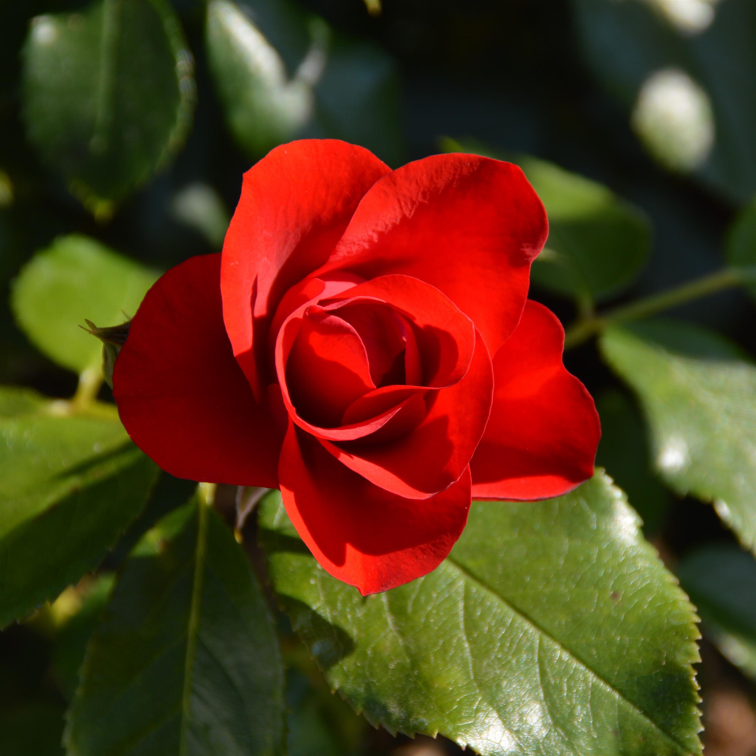 Black Forest Rose