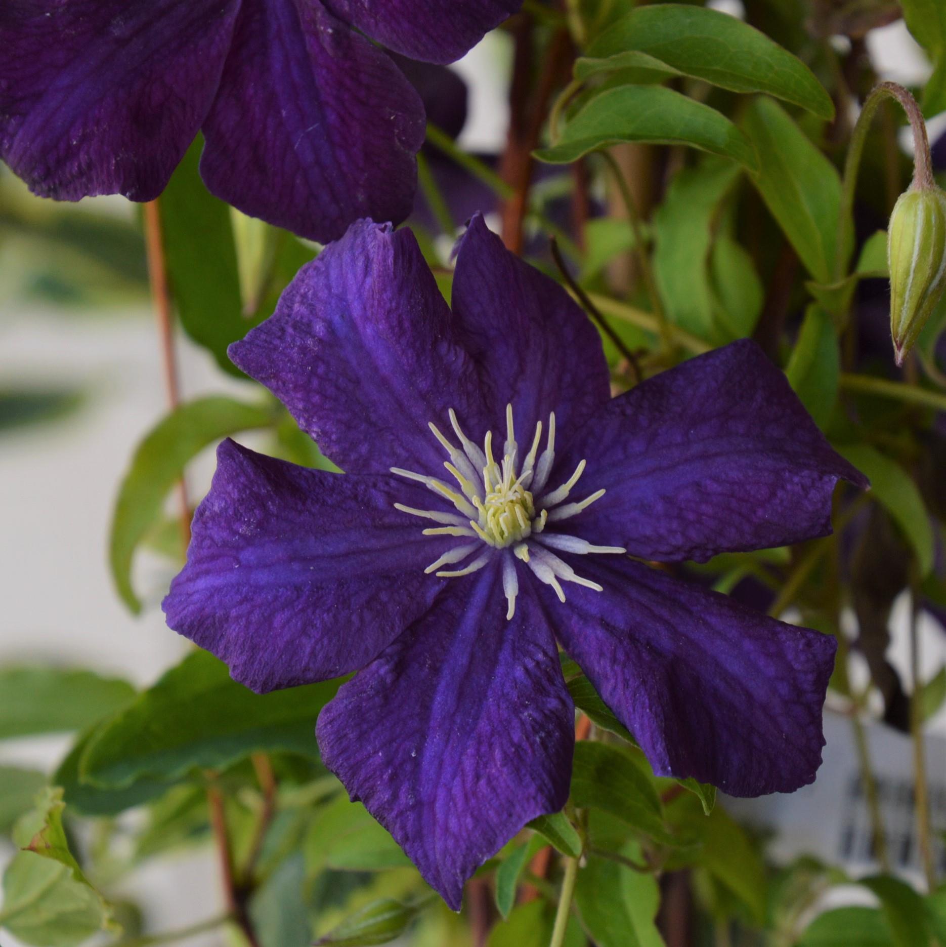 Clematis vitic. Aotearoa