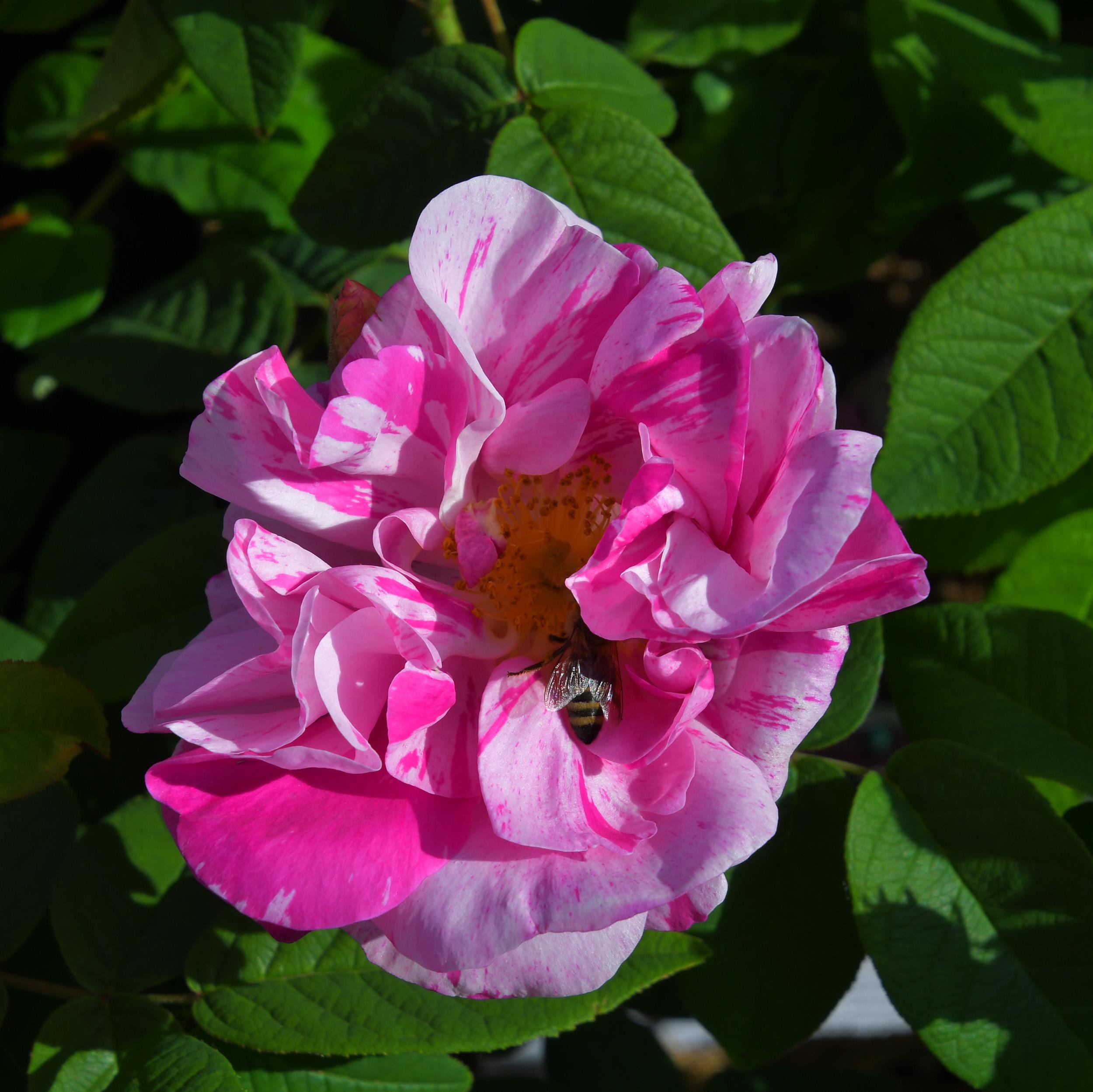 Rosa mundi (gallica versicolor)